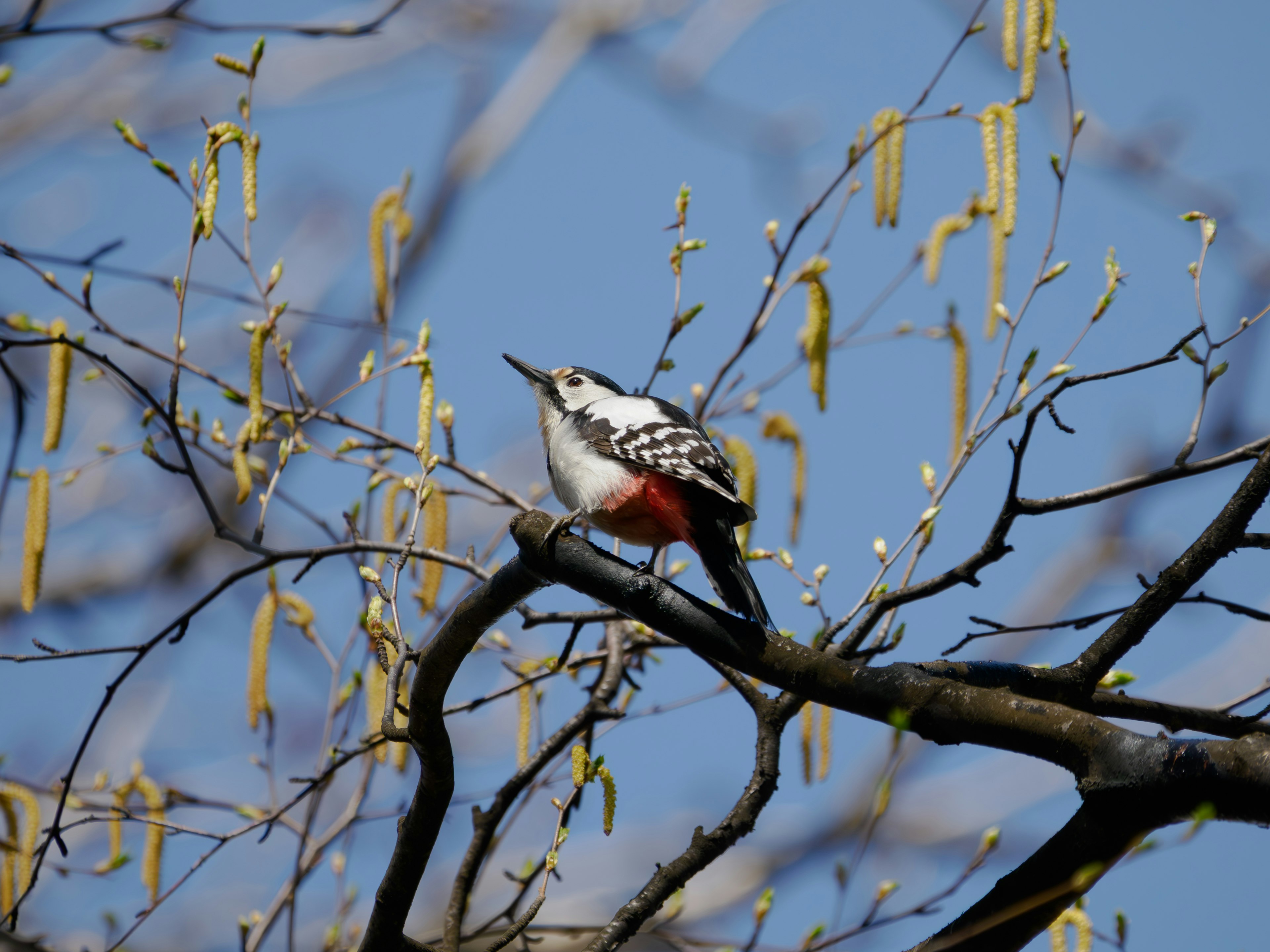 Ein kleiner schwarz-weißer Vogel sitzt auf einem Ast vor einem blauen Himmel