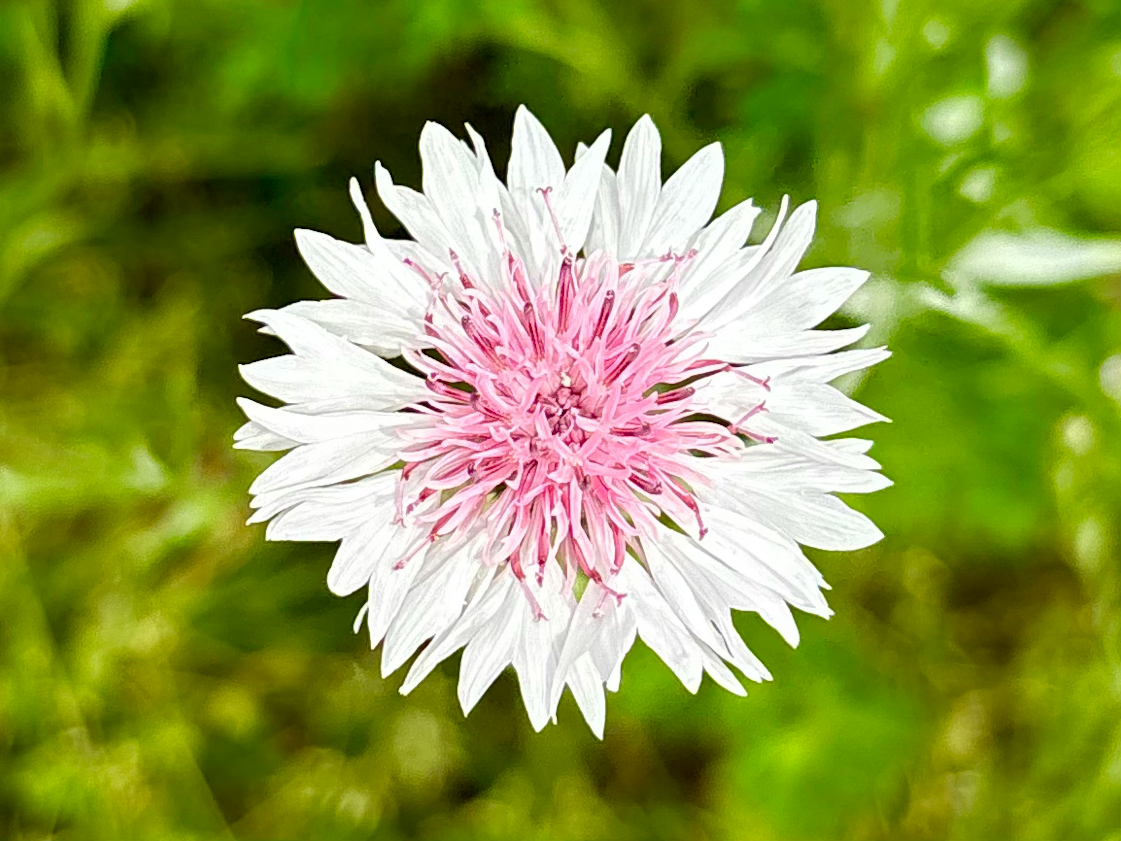 白とピンクの花が緑の背景に咲いている