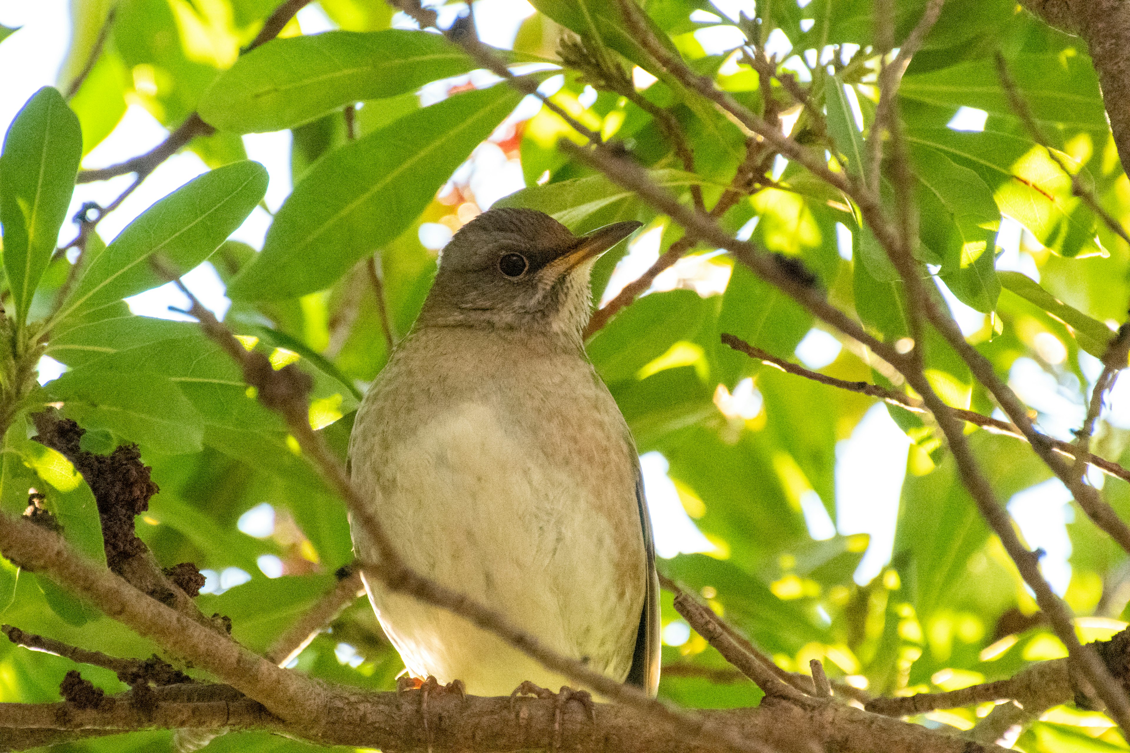 Un petit oiseau perché sur une branche d'arbre entouré de feuilles vertes