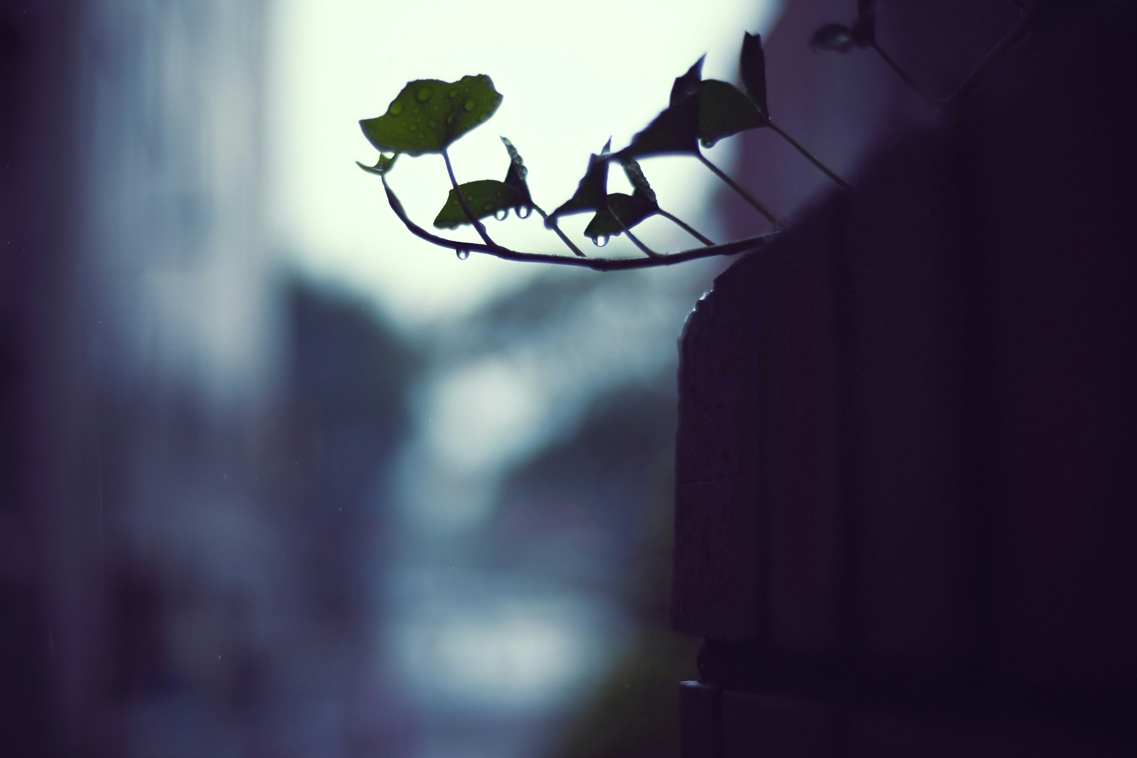 Gros plan d'une vigne avec des feuilles vertes sur un fond sombre