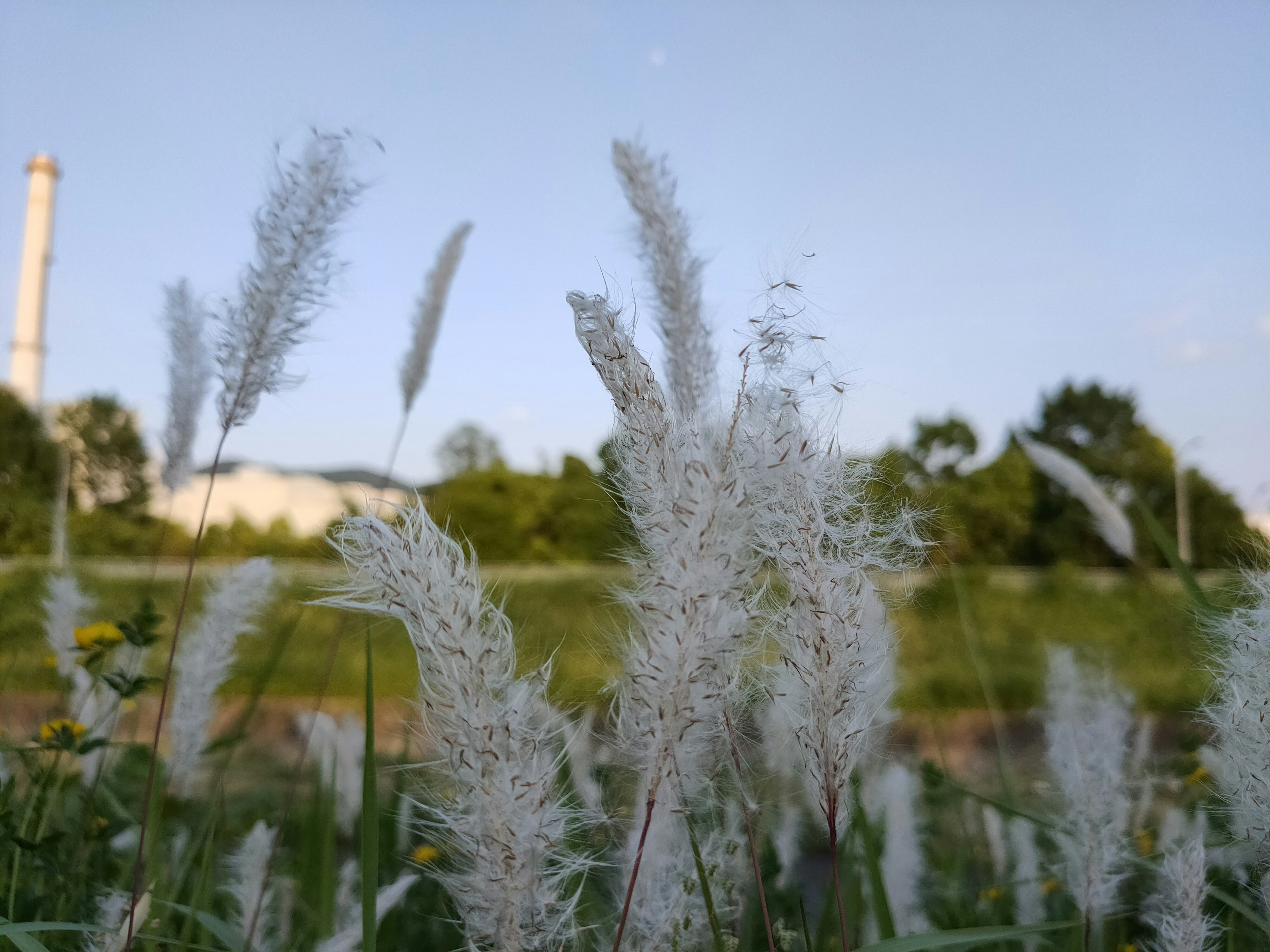 白い草が風に揺れる風景と背景の工場