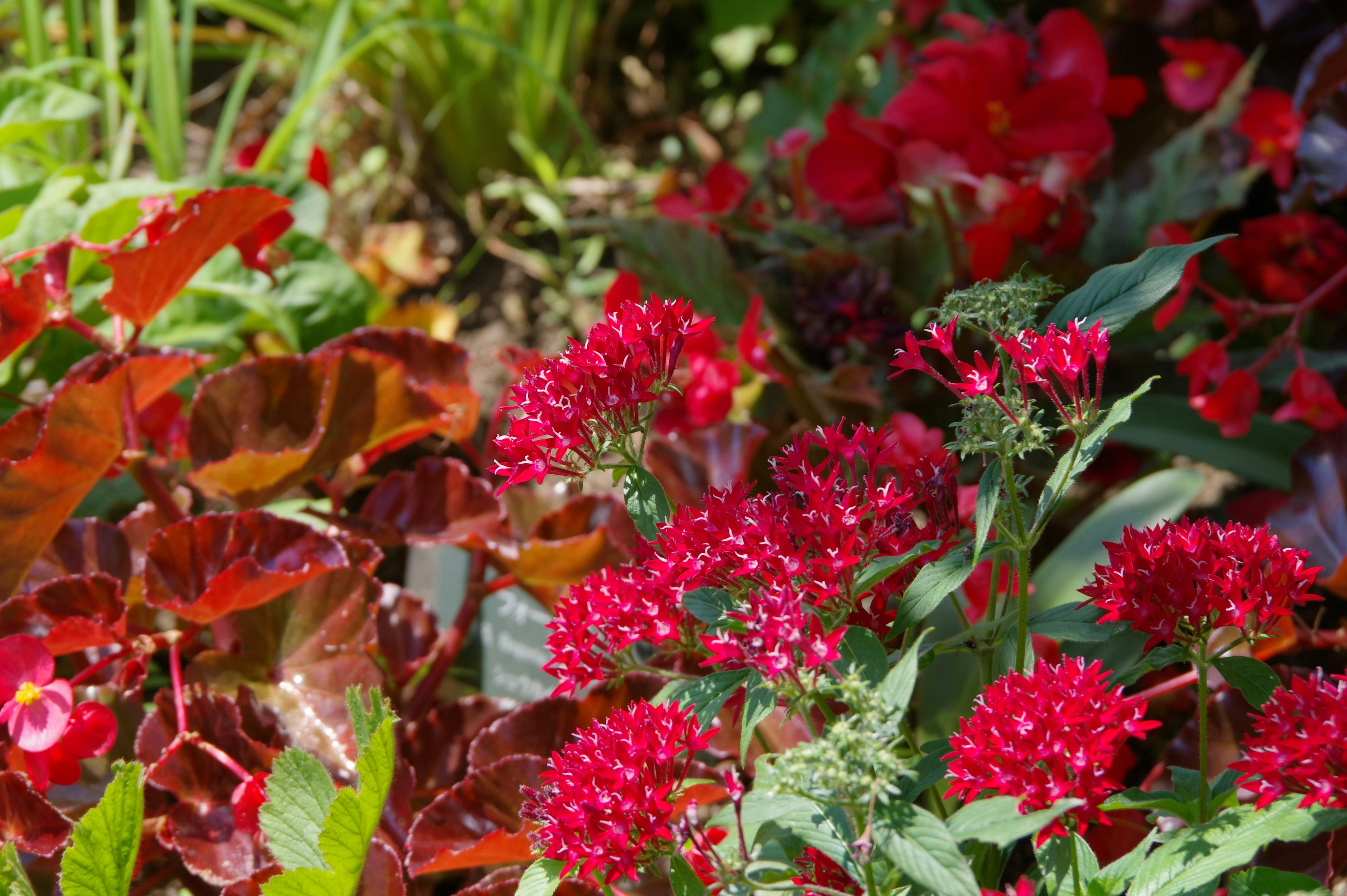 Escena de jardín con flores rojas vibrantes y hojas verdes