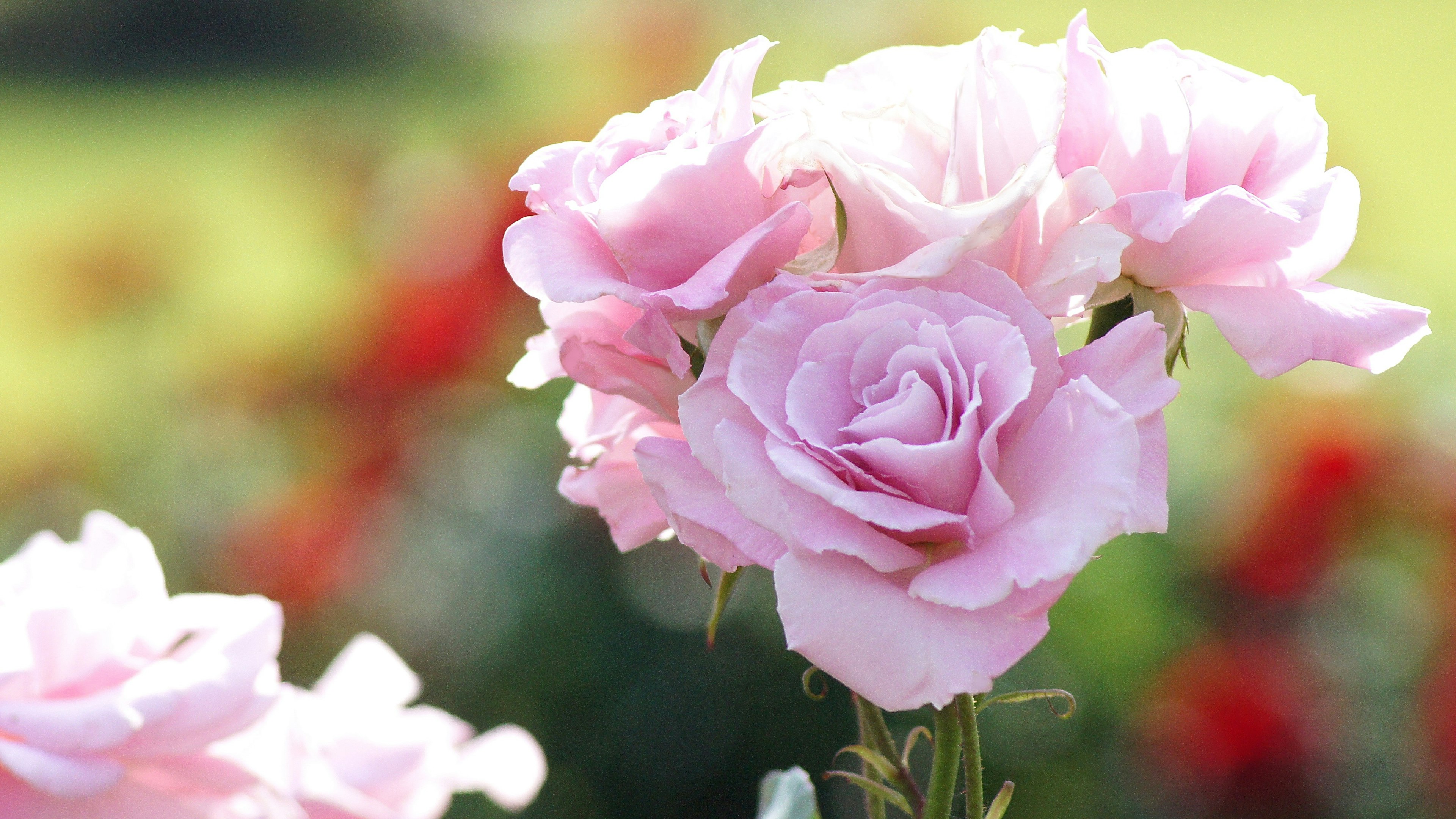 Beautiful scene of blooming light pink roses