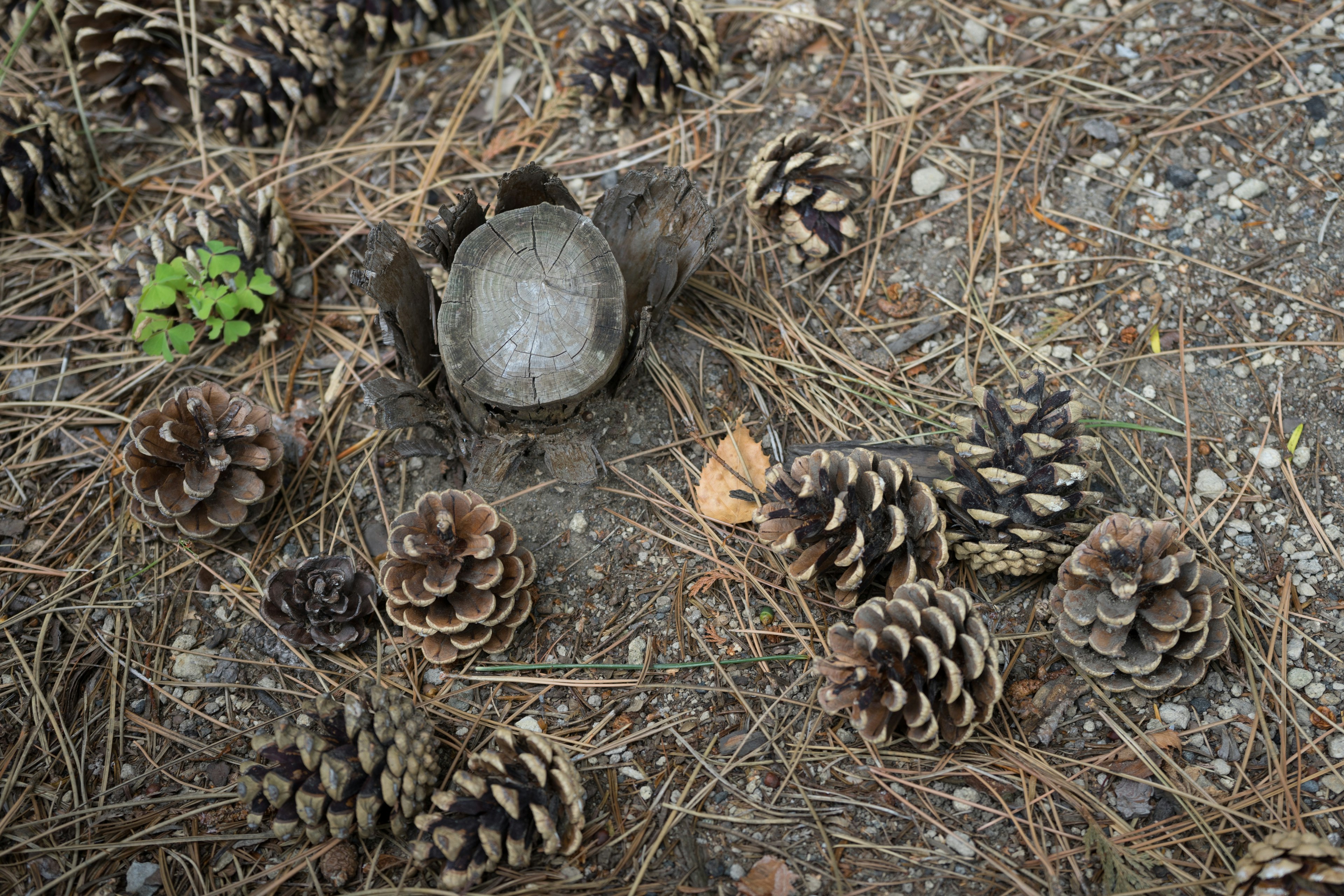 Objek seperti batu dikelilingi oleh kerucut pinus dan tanaman hijau kecil di tanah