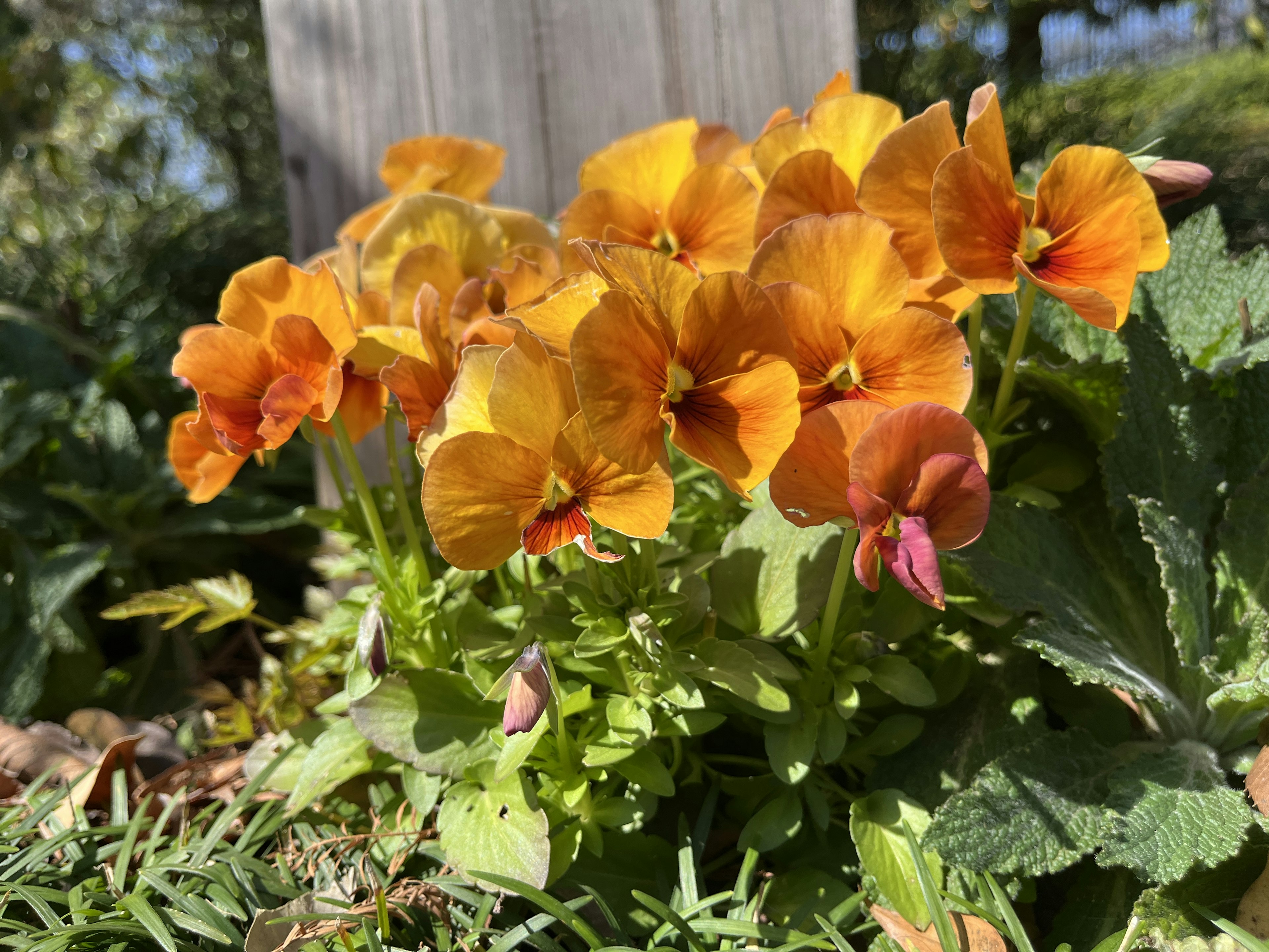 Vibrant orange pansy flowers blooming among green leaves