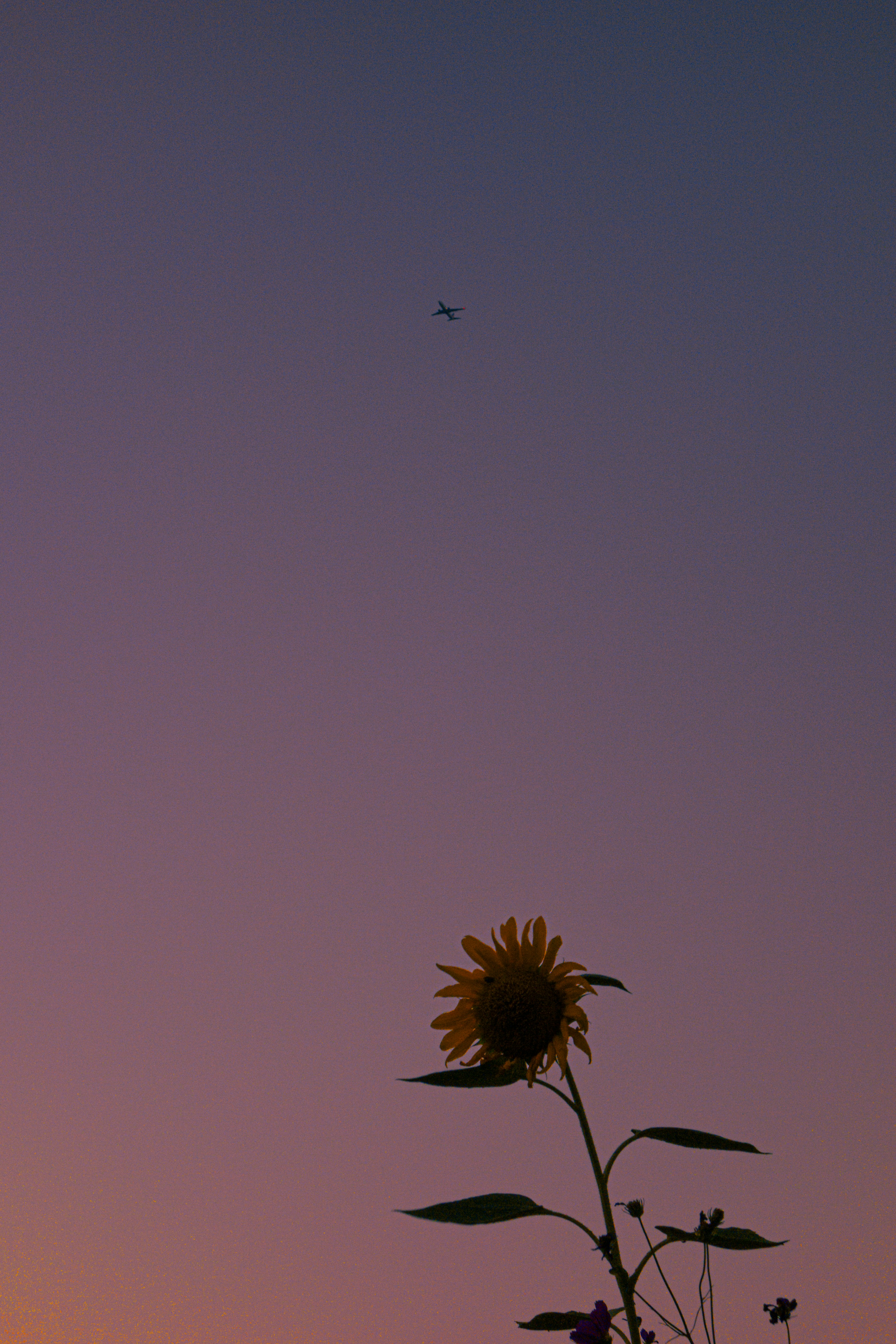 Silhouette di un girasole che si erge verso un cielo al tramonto