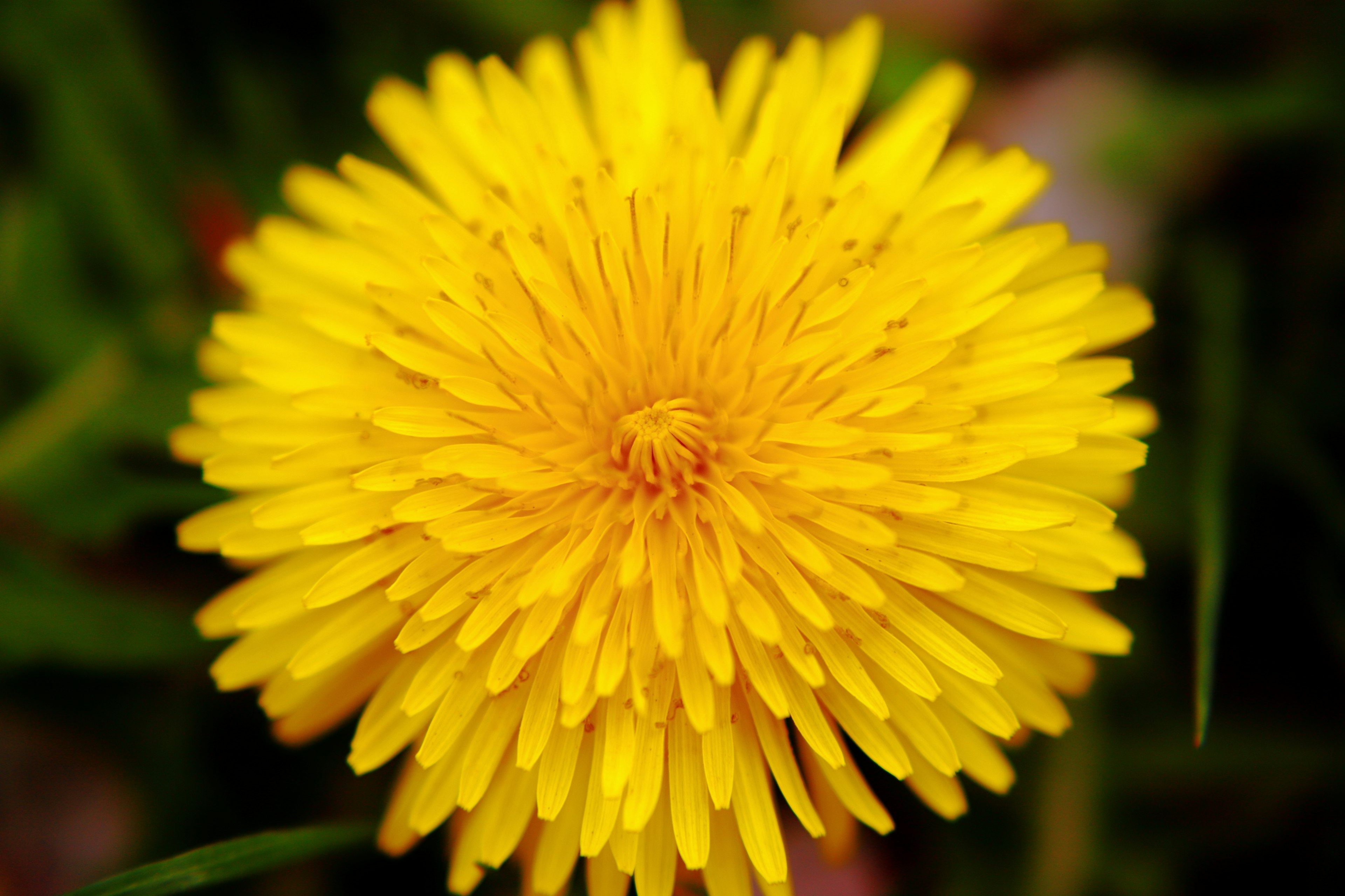 鮮やかな黄色のタンポポの花のクローズアップ