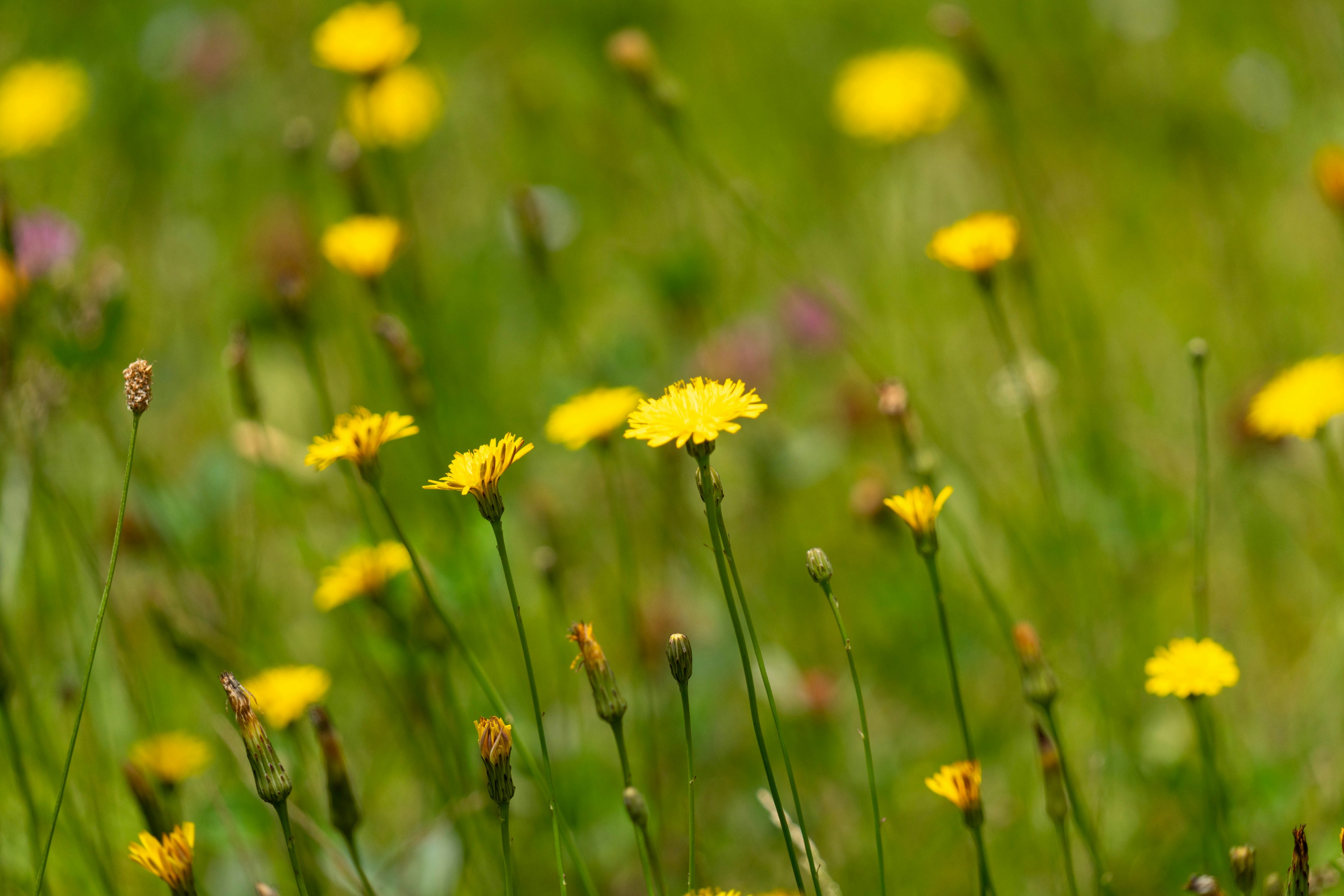 Field of yellow flowers blooming in a green meadow