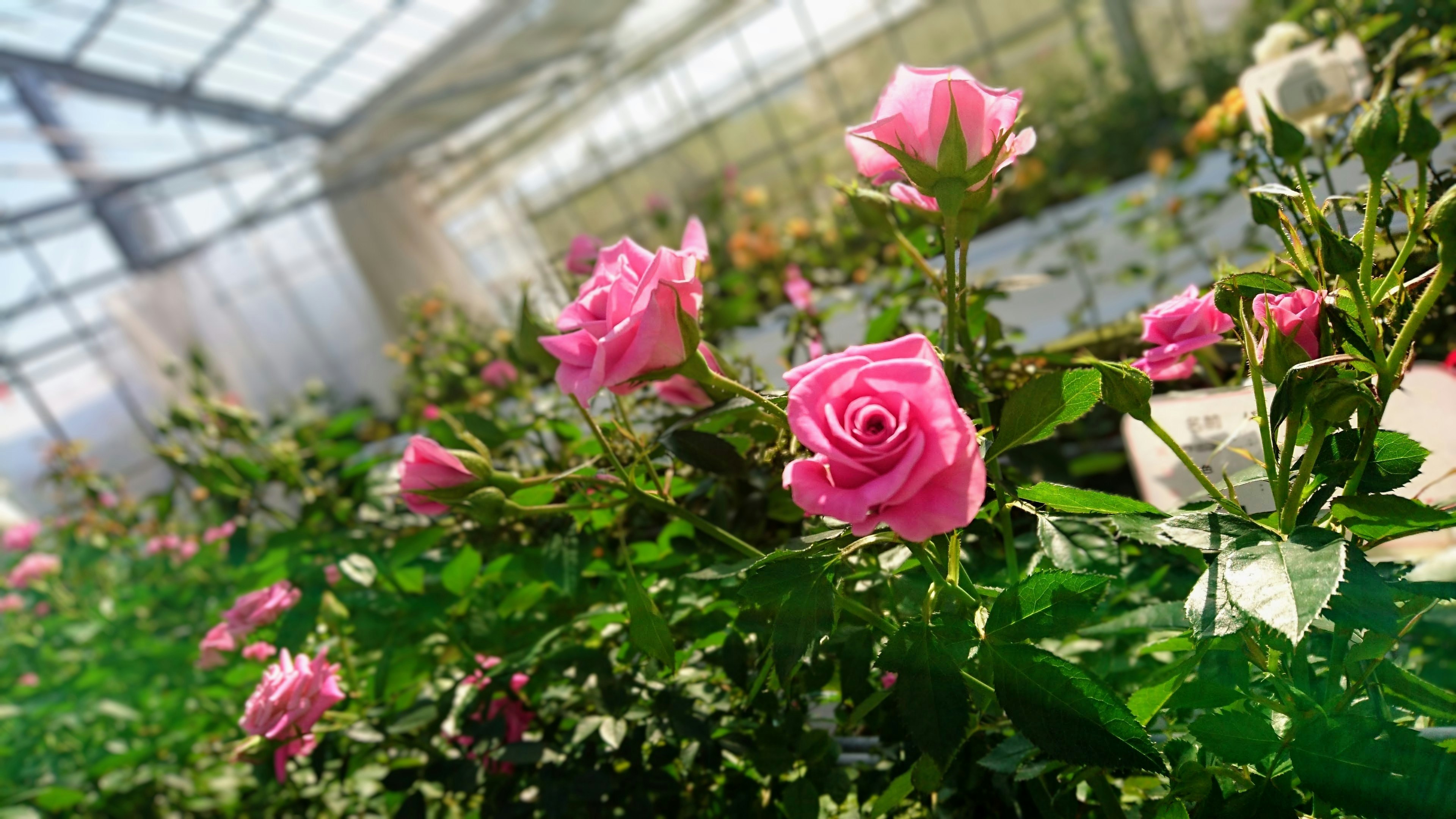 Rosa merah muda yang cerah mekar di dalam rumah kaca