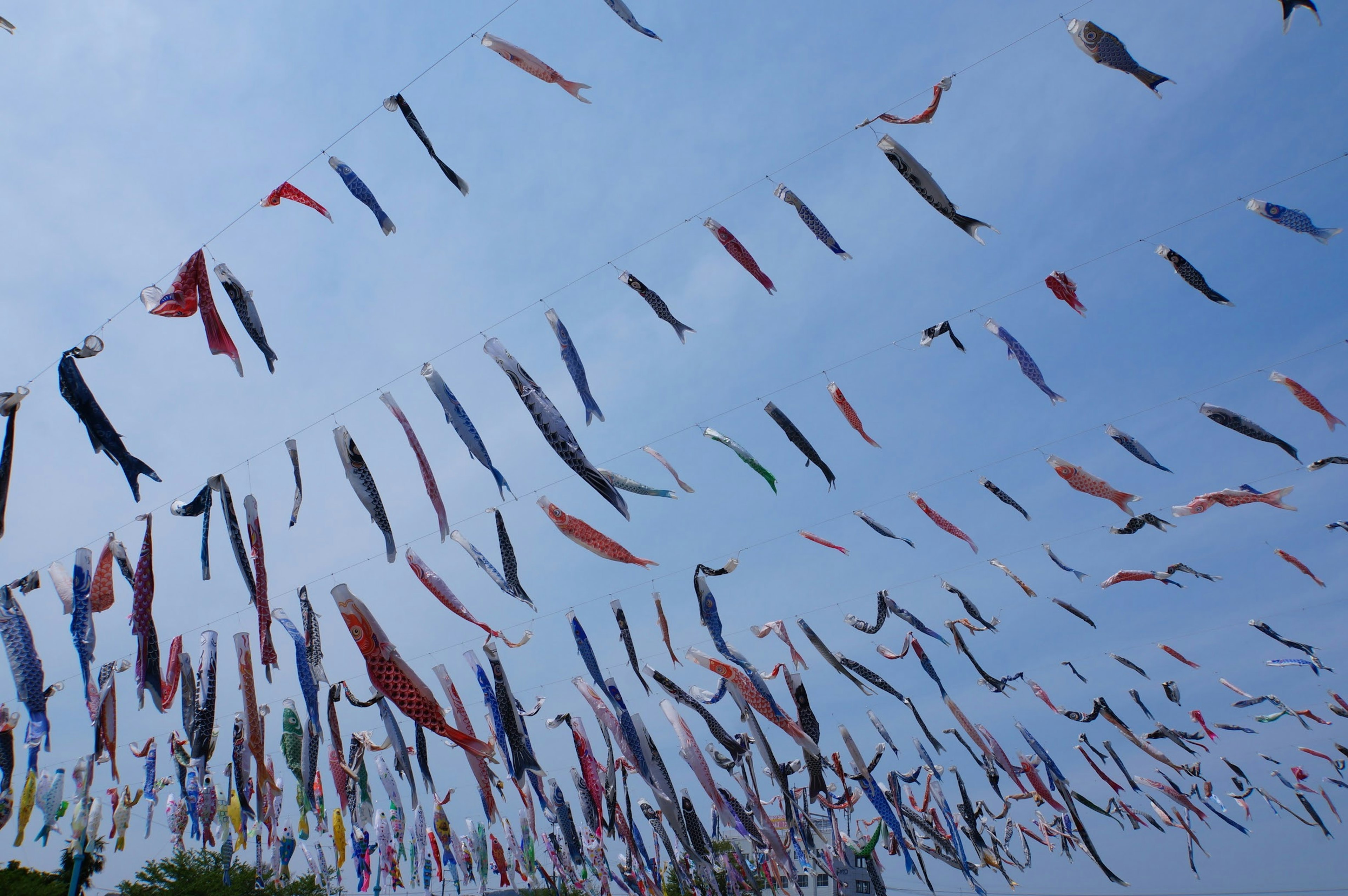 Bendera koi nobori berwarna-warni berkibar di langit biru