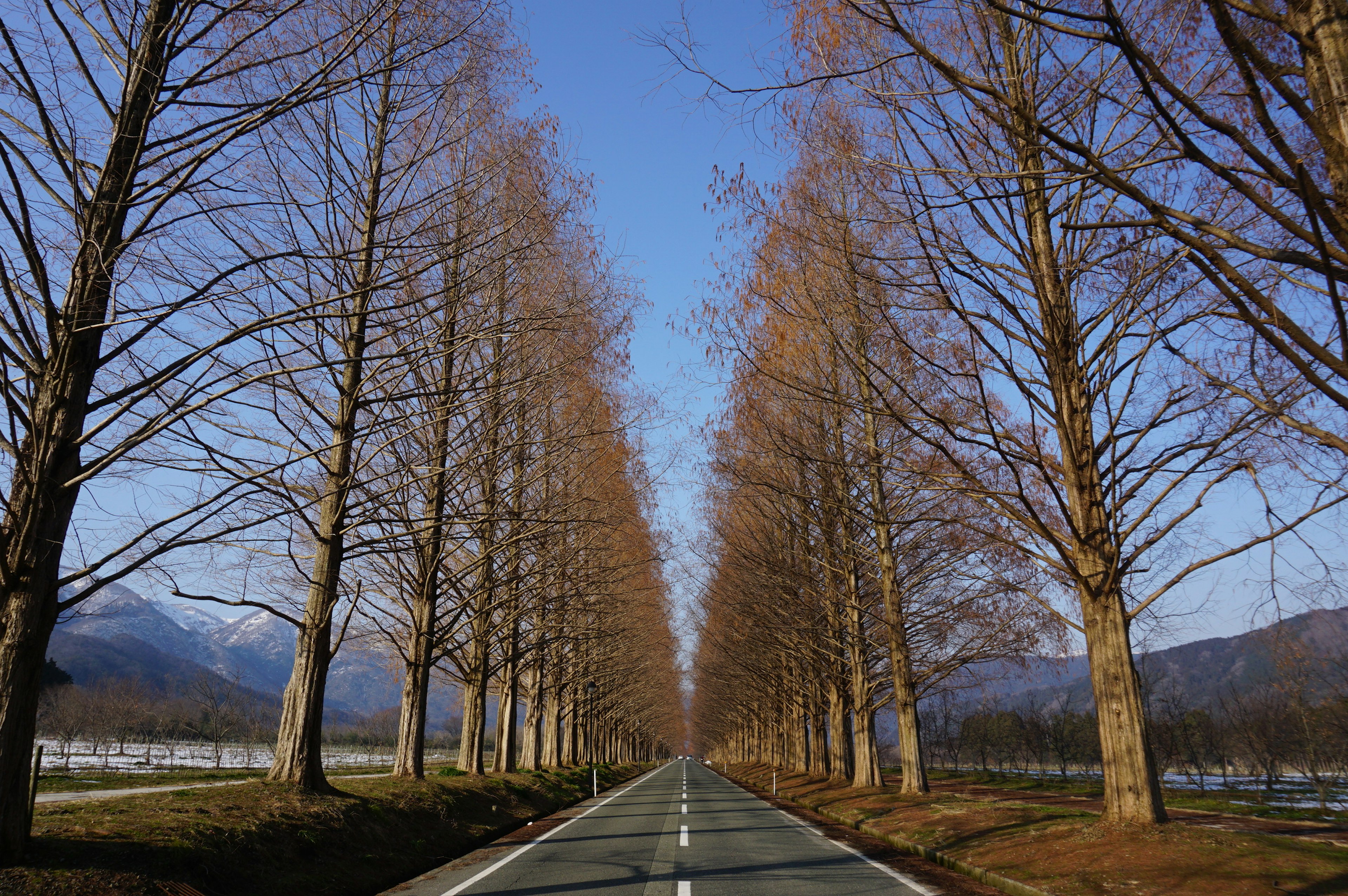 Winter tree-lined road with blue sky