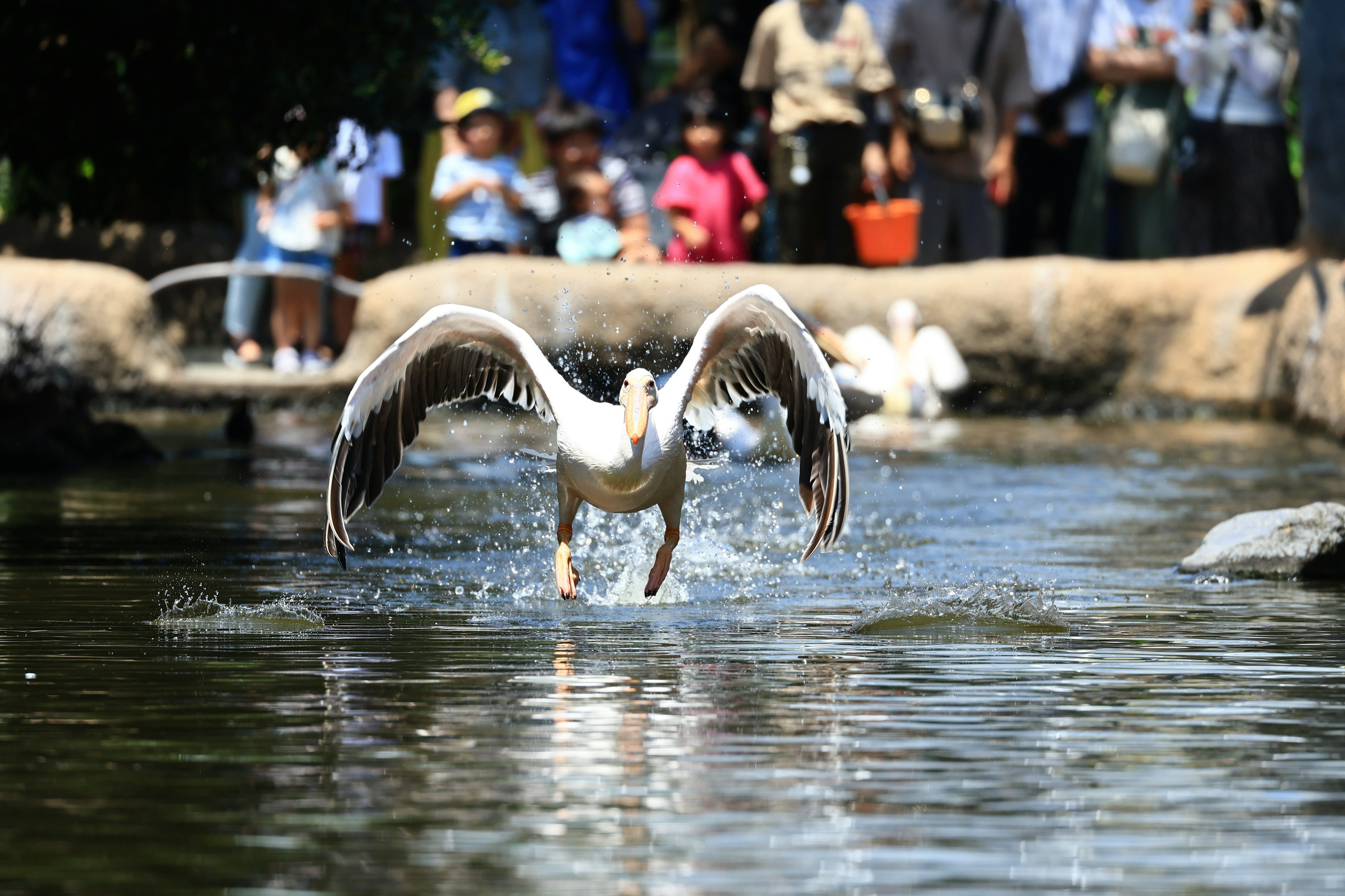 Pellicano bianco che decolla dall'acqua con una folla sullo sfondo