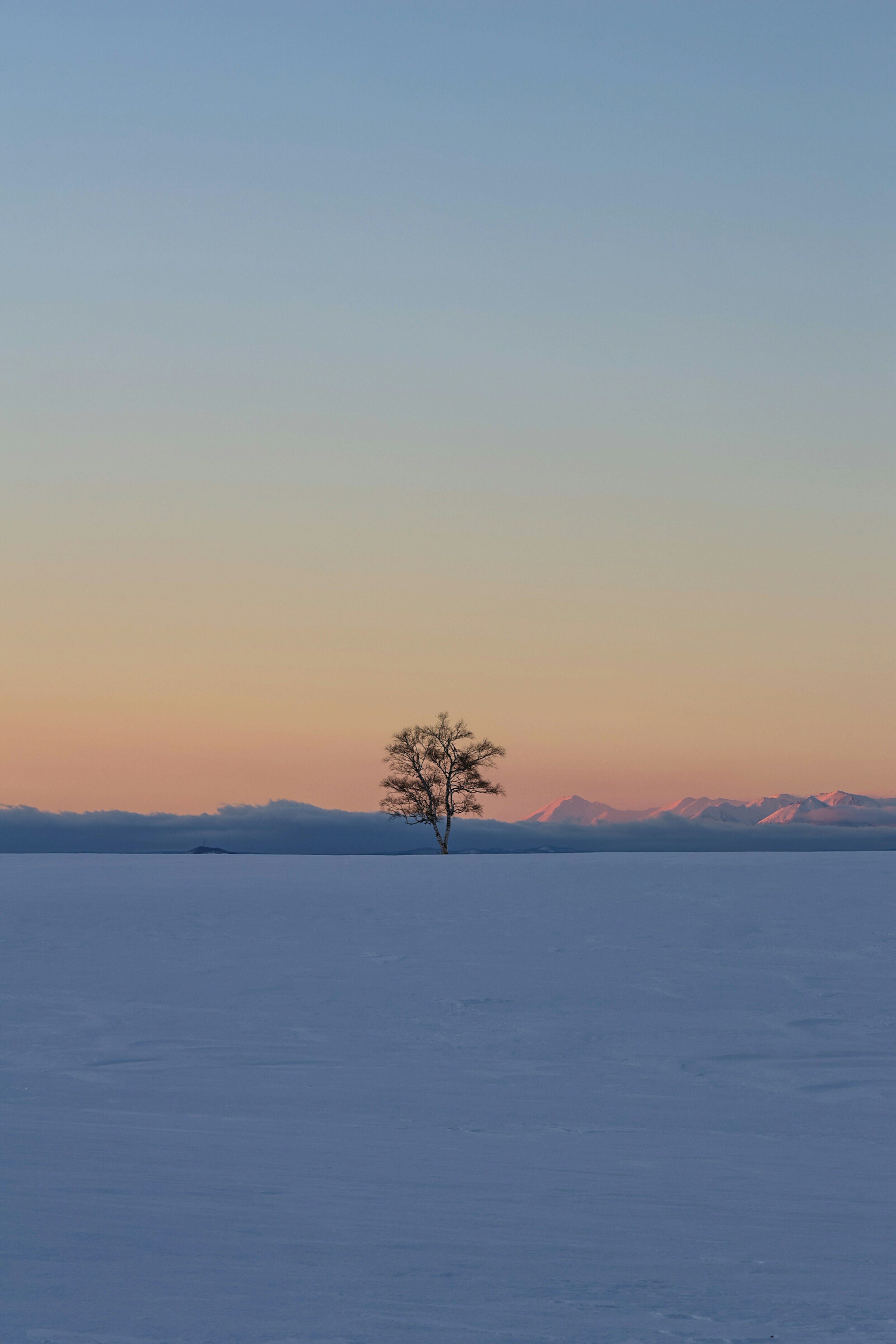 雪に覆われた風景に立つ孤独な木と薄明かりの空