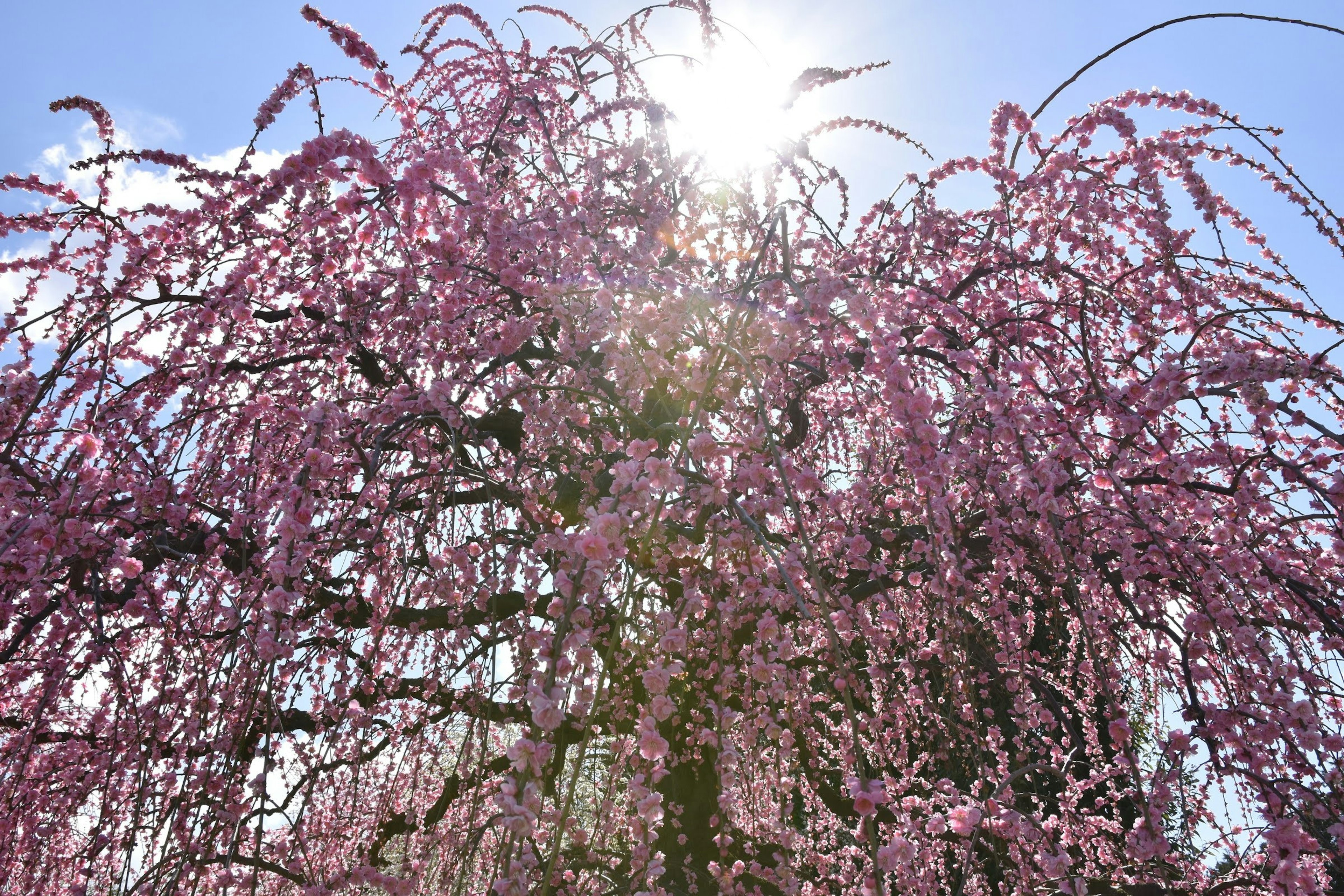 太陽の光を背景にしたピンクの花を咲かせた枝垂れ桜の木