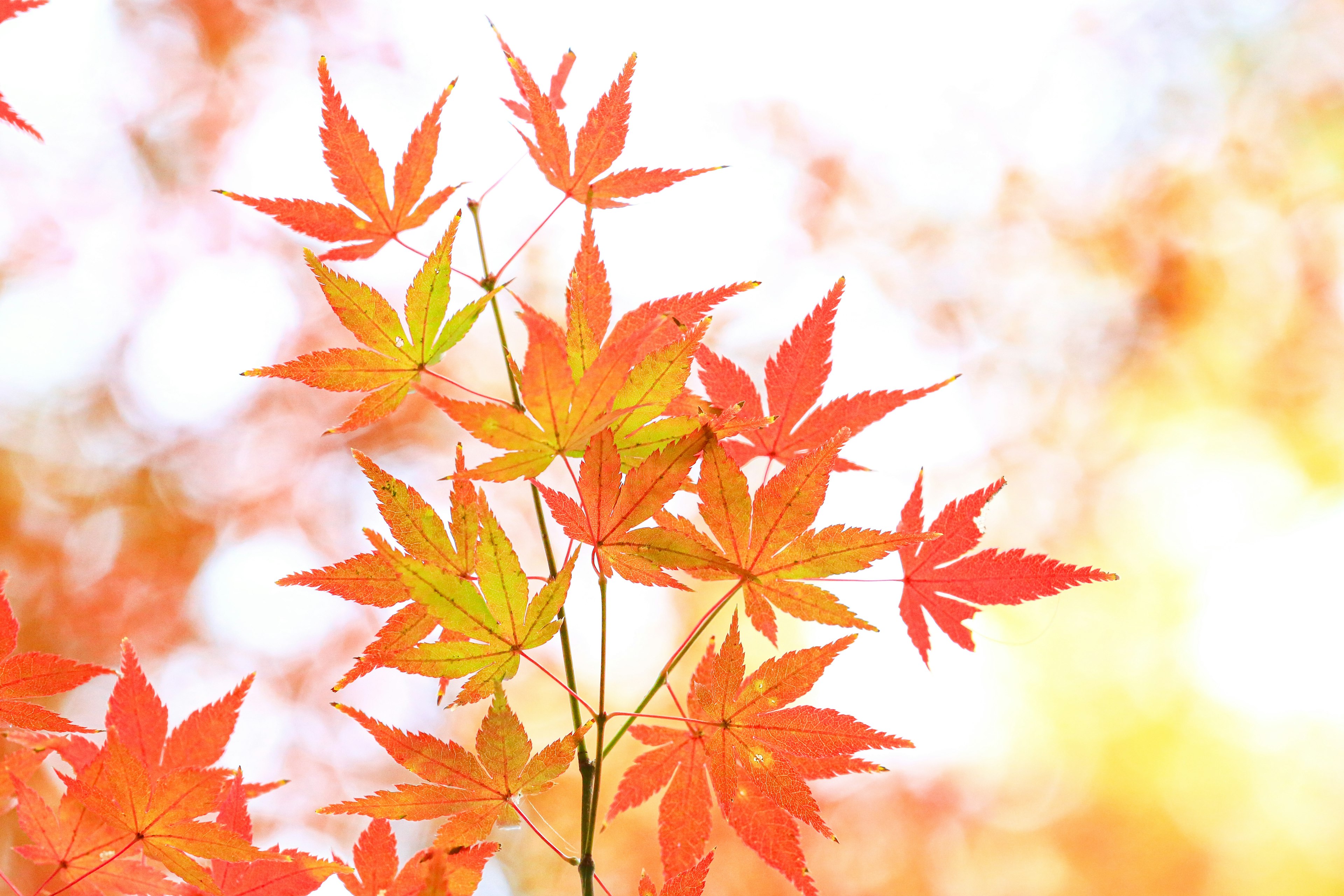 Daun maple merah dan oranye cerah bersinar di bawah langit biru