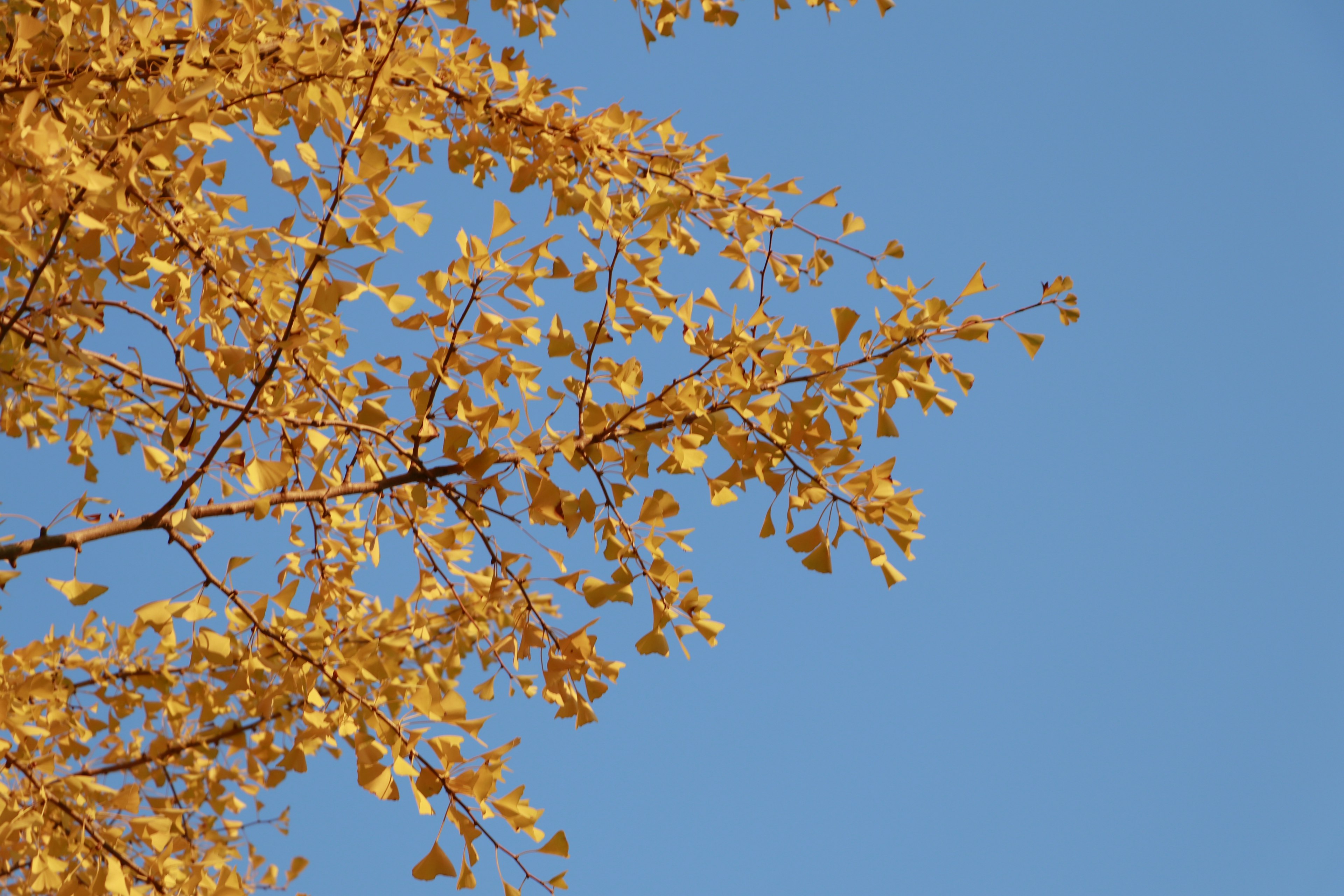 Branch with yellow leaves against a blue sky