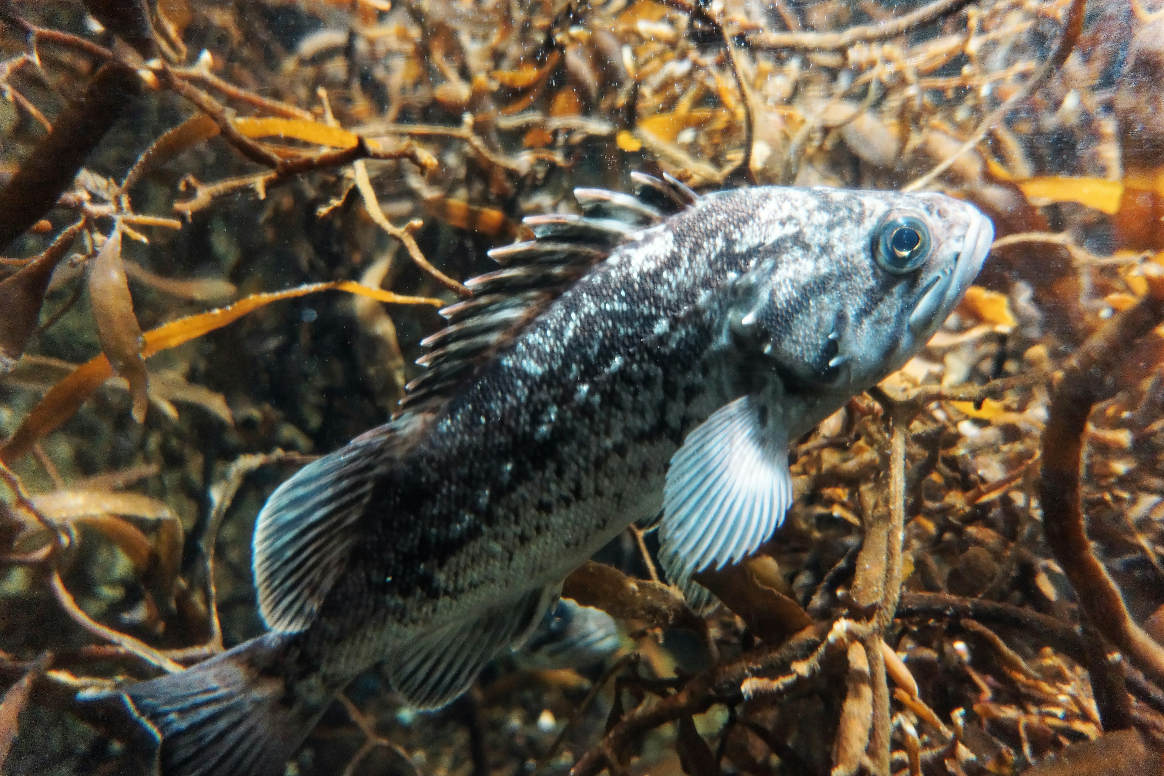 Bild eines Fisches, der zwischen Seetang schwimmt