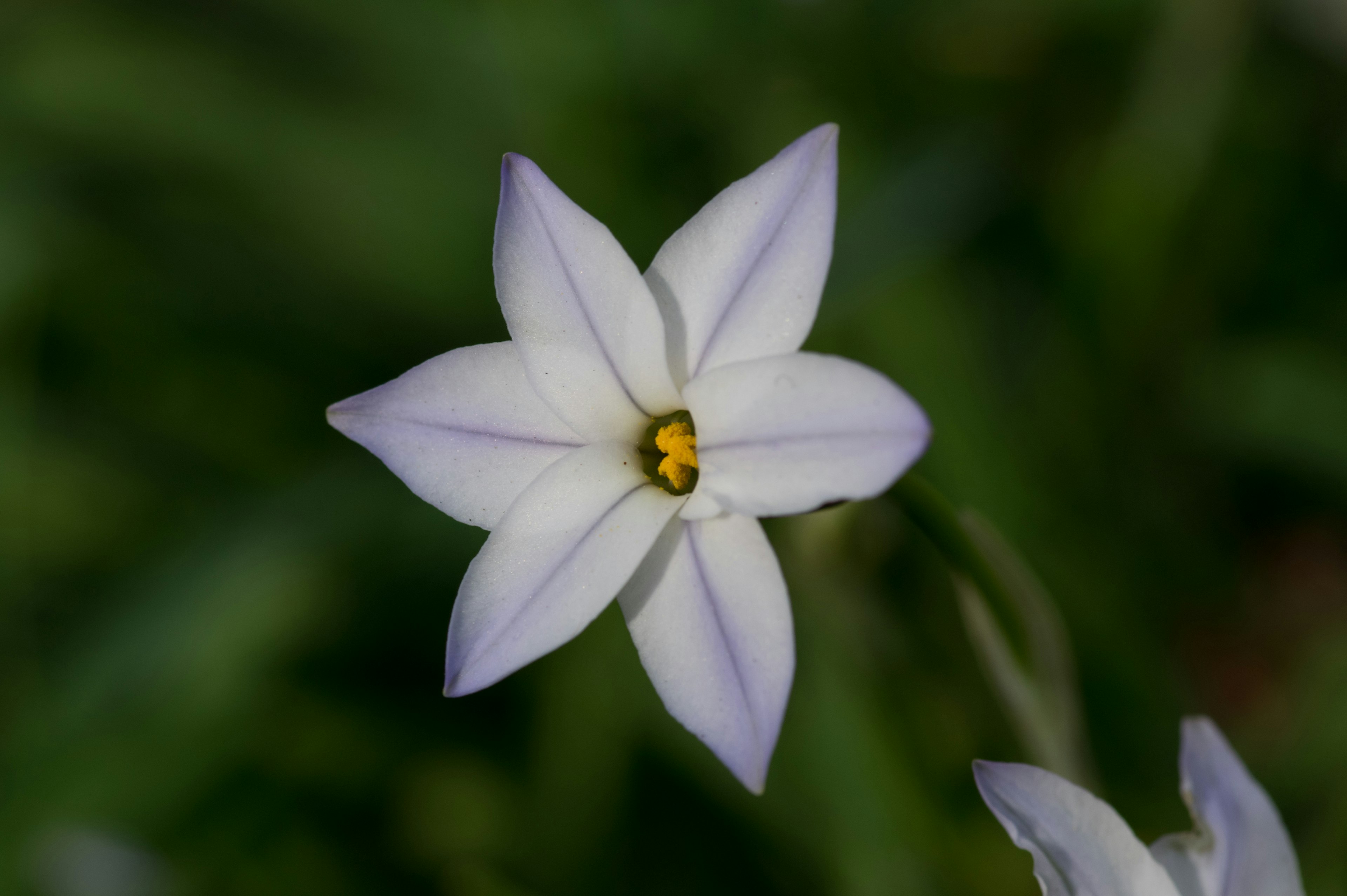 Fleur blanche en forme d'étoile avec un centre jaune