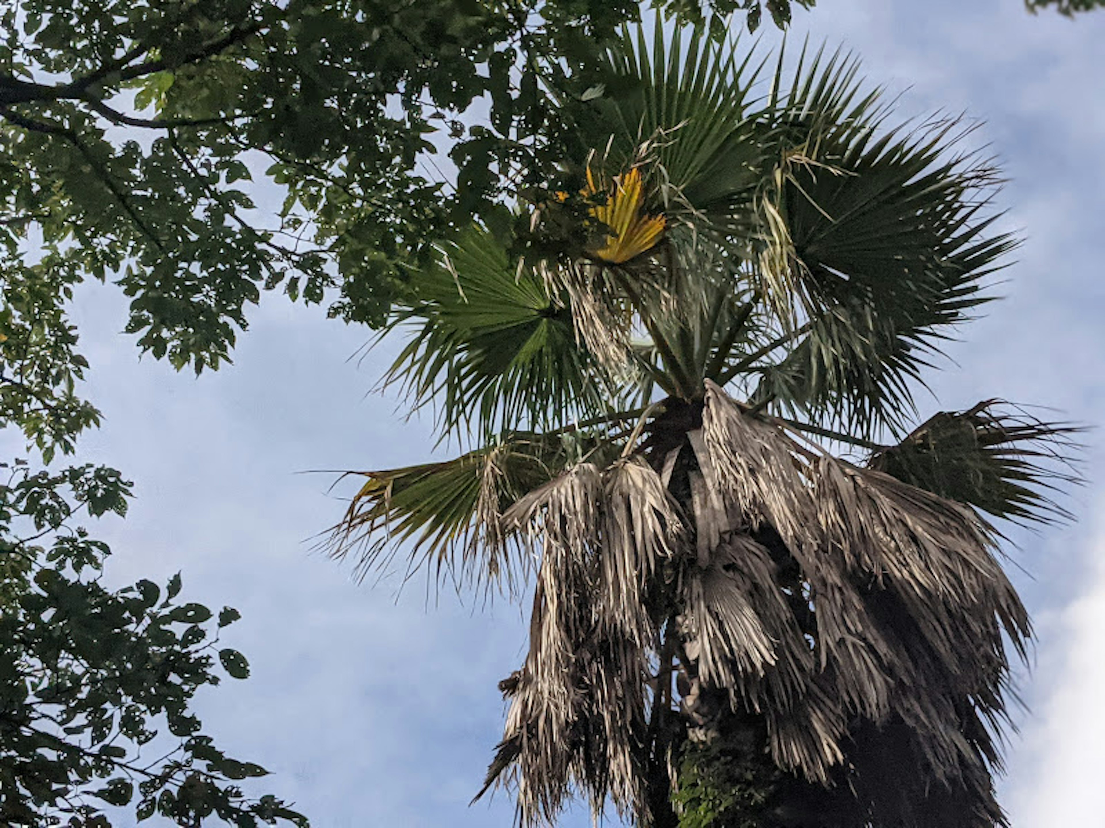 Alto árbol de palma bajo un cielo azul con hojas verdes y secas