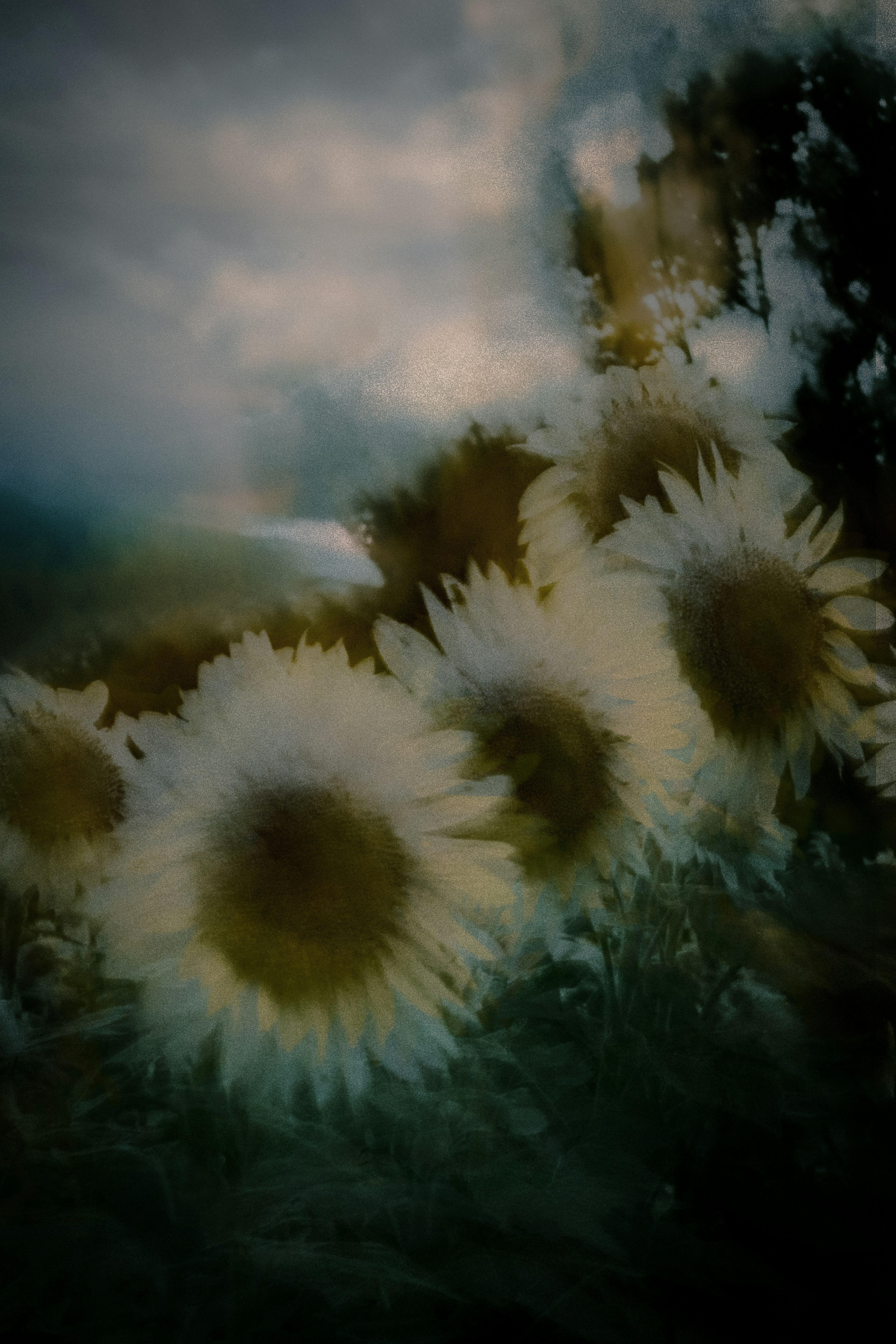 Imagen borrosa de girasoles bajo un cielo nublado