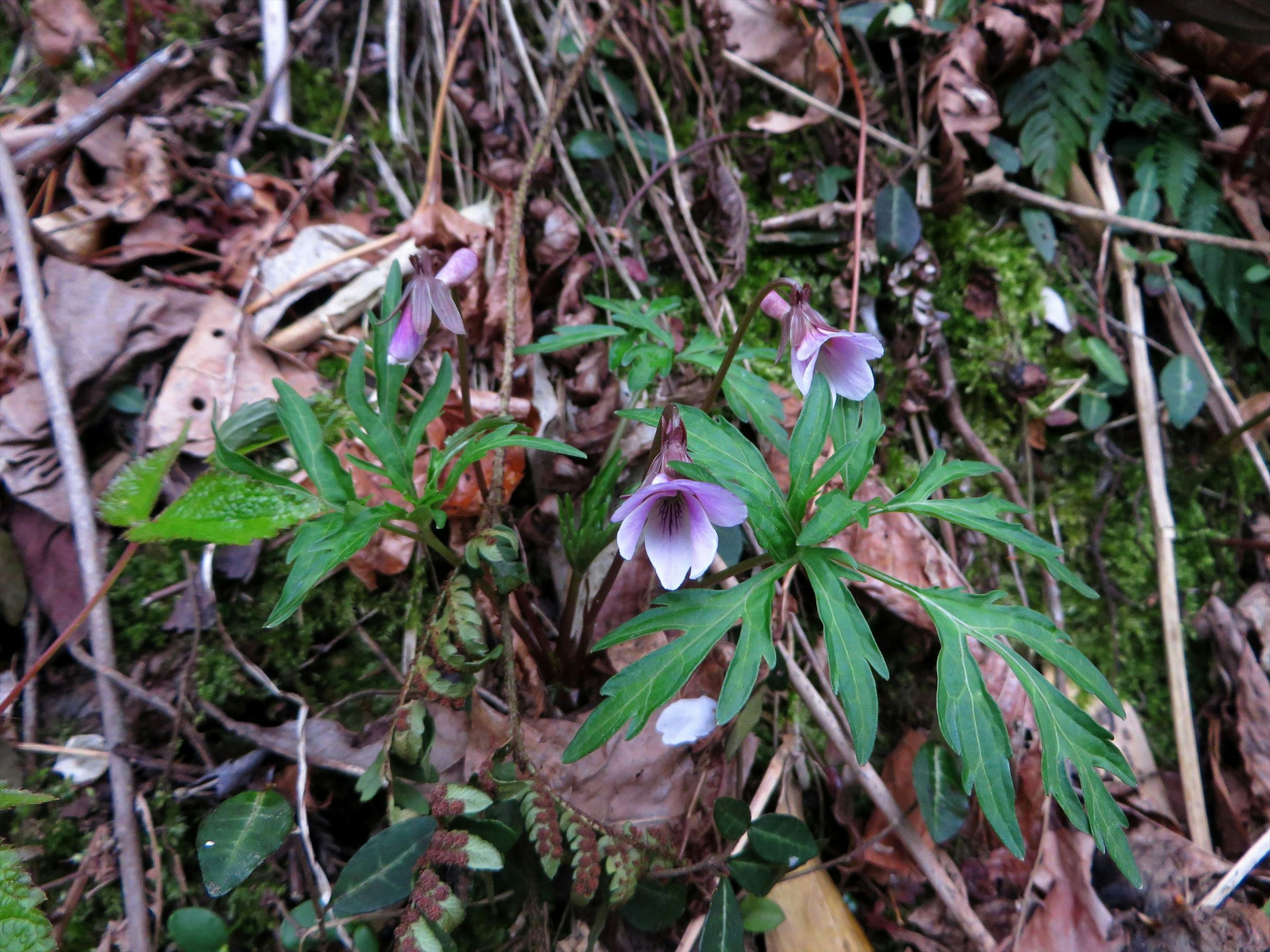 Fleurs violettes avec des feuilles vertes poussant dans une forêt