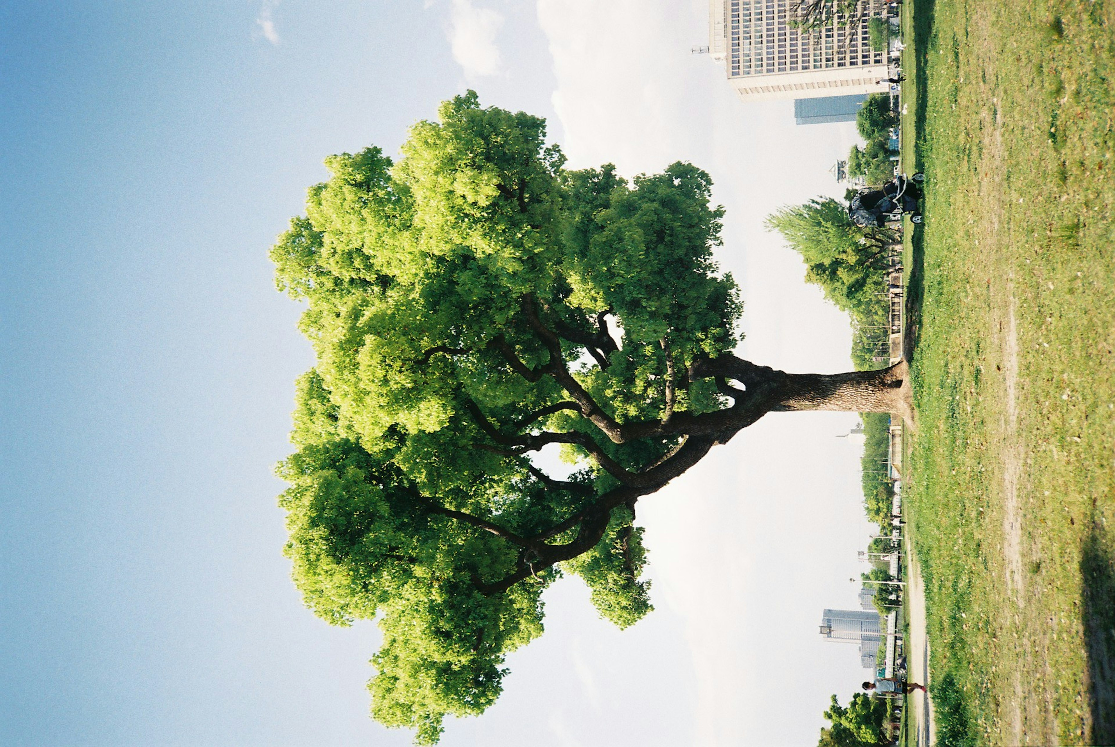 緑豊かな木と青空の背景にある公園の景色