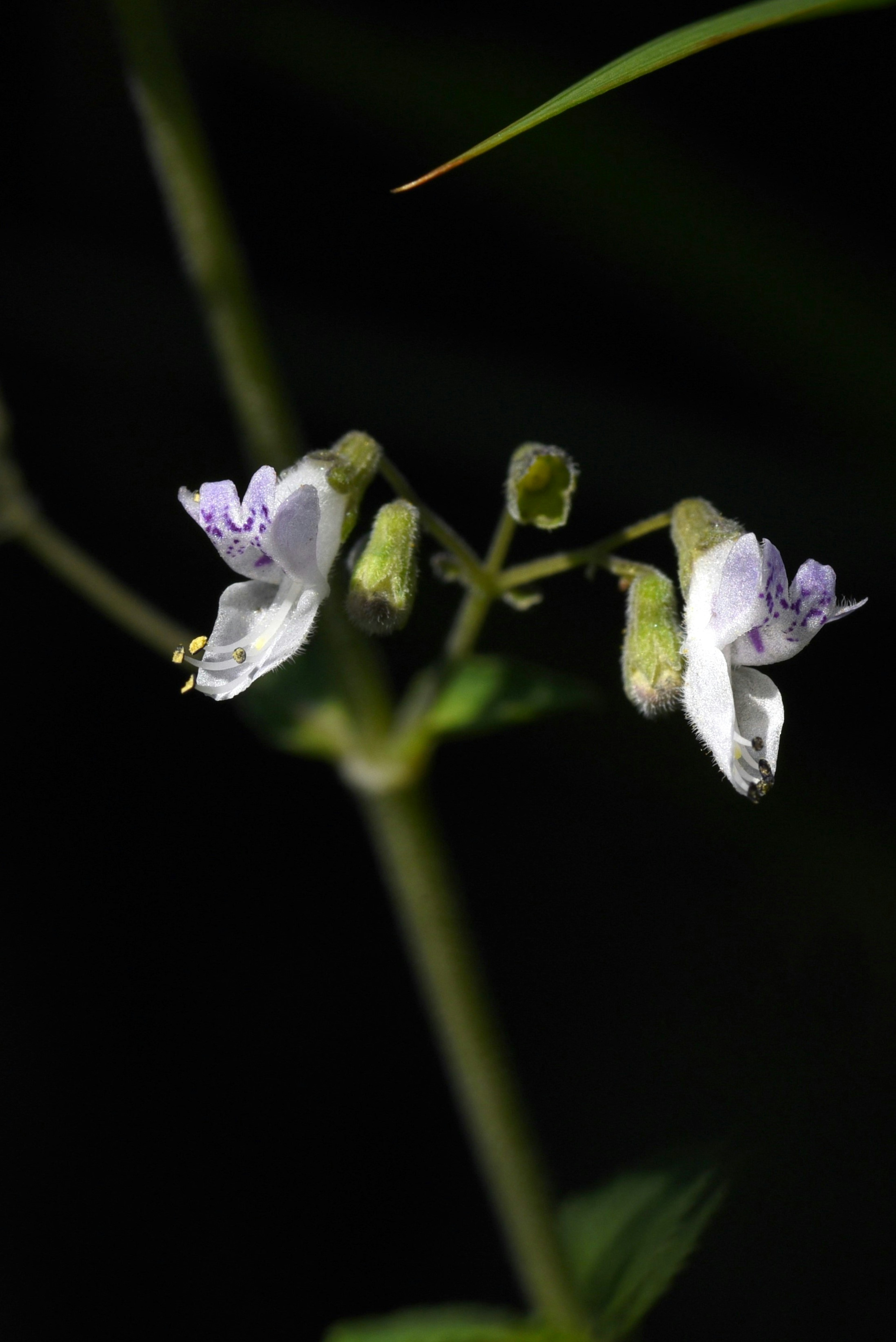 Gros plan d'une tige de plante mince avec des fleurs violettes