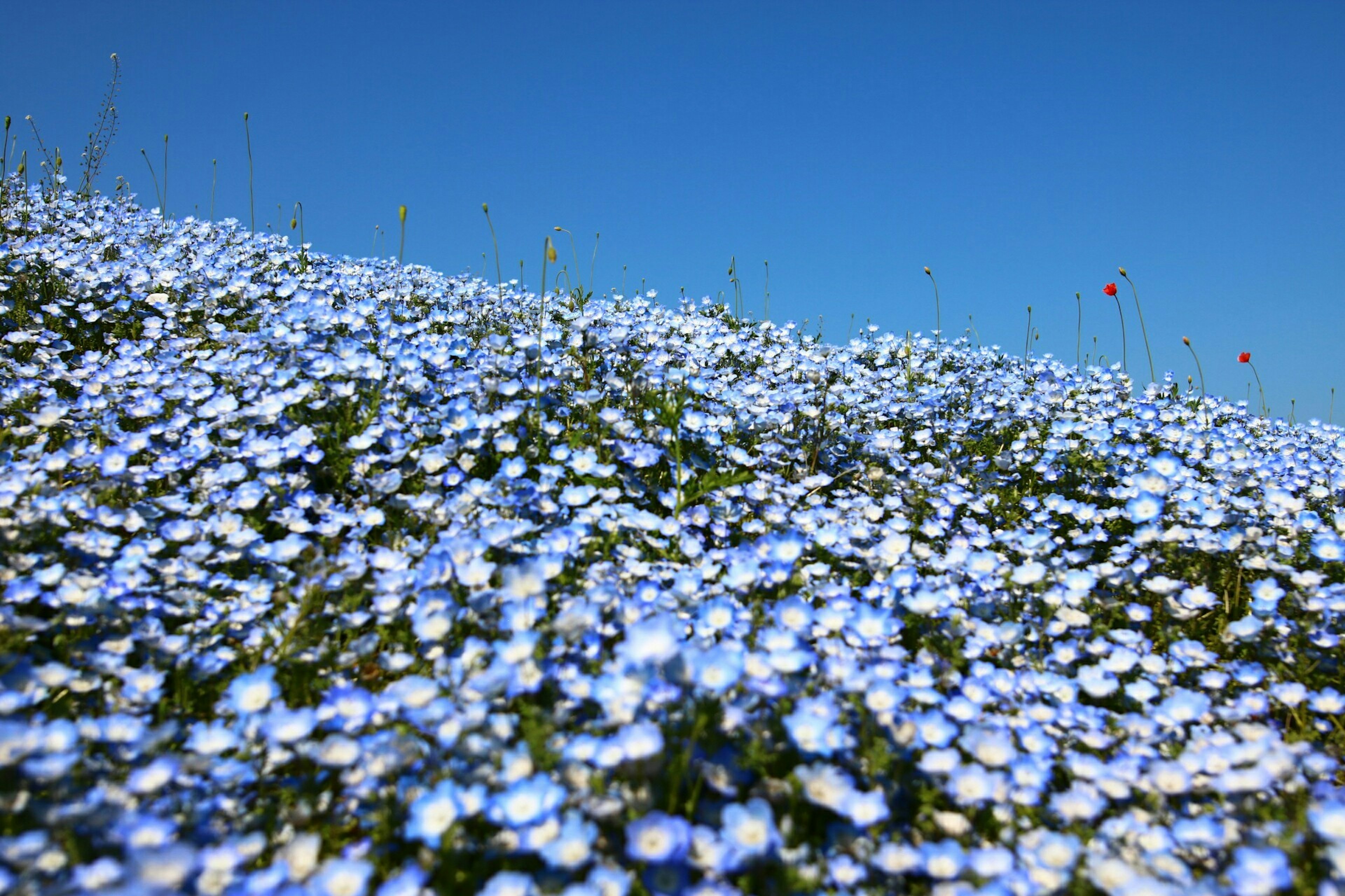 青い花が咲き乱れる丘の風景