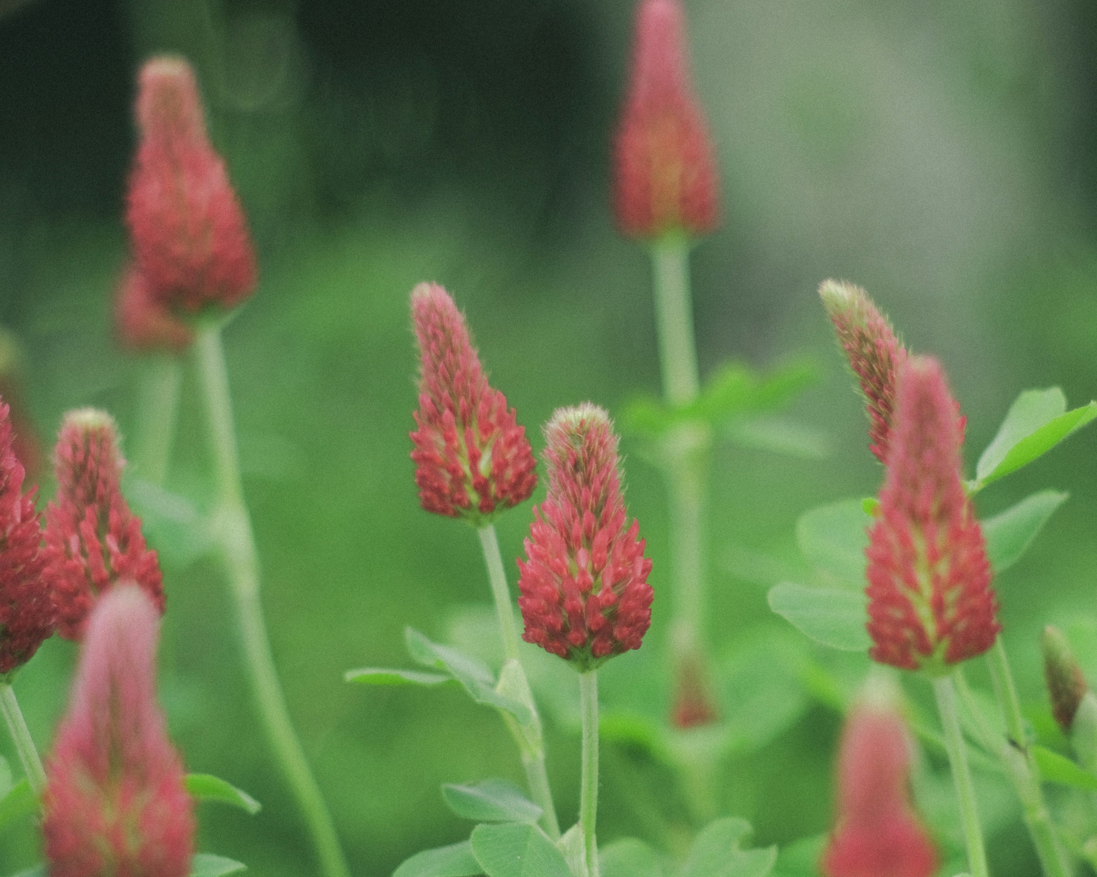 赤い花のつぼみが緑の葉の中に群生している様子