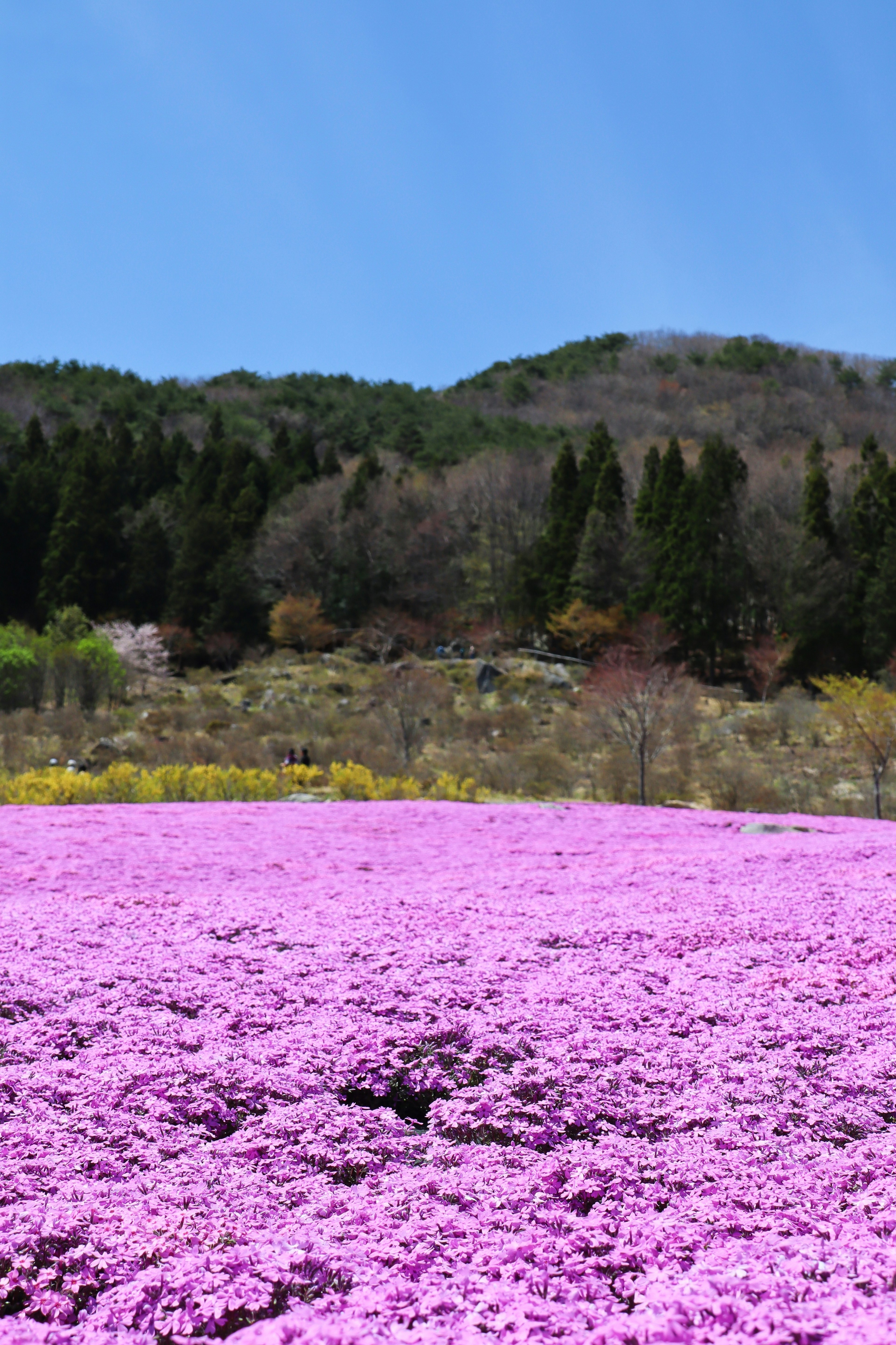 Amplio campo de flores rosas con montañas verdes al fondo