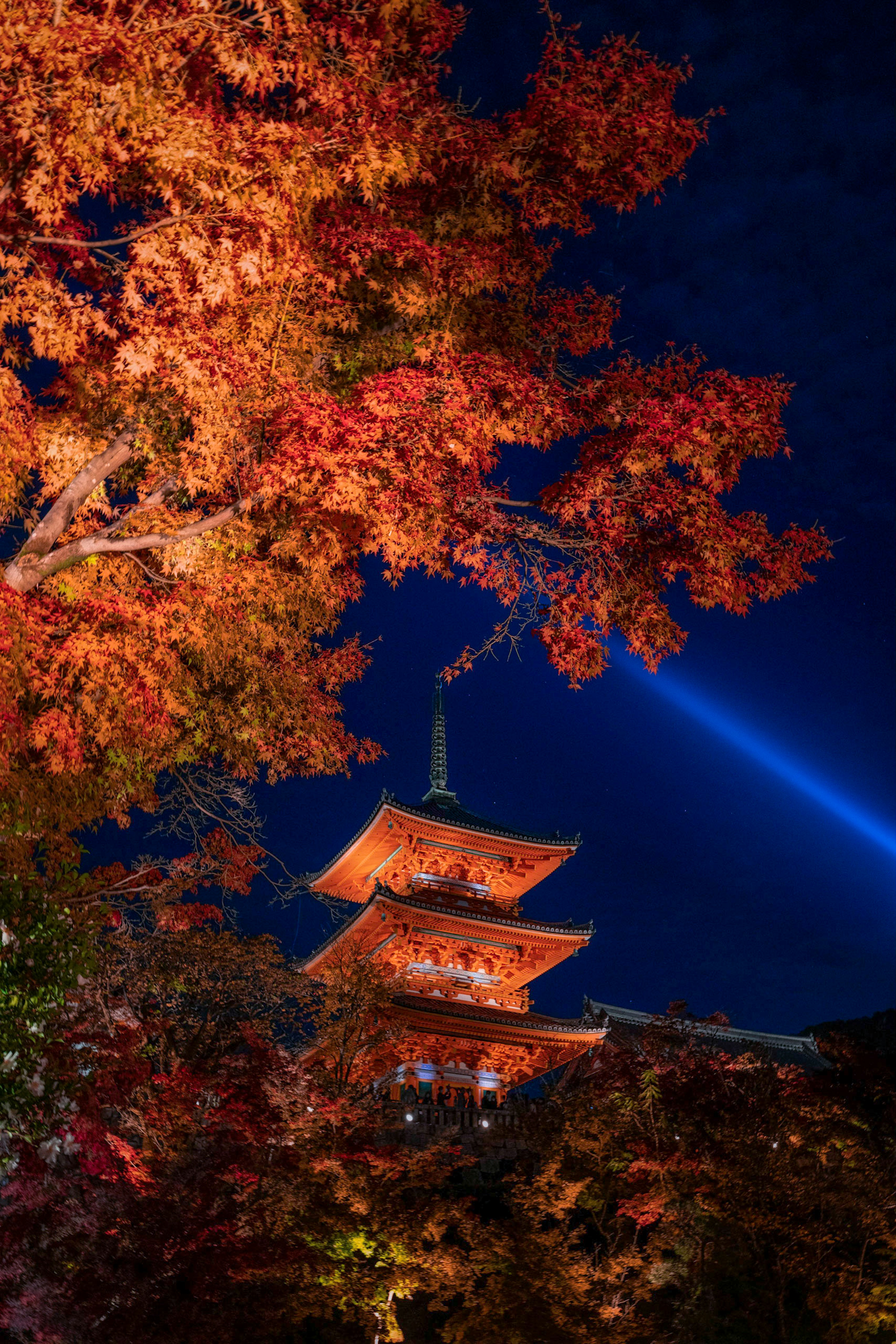 夜空に映える紅葉と五重塔の美しい風景