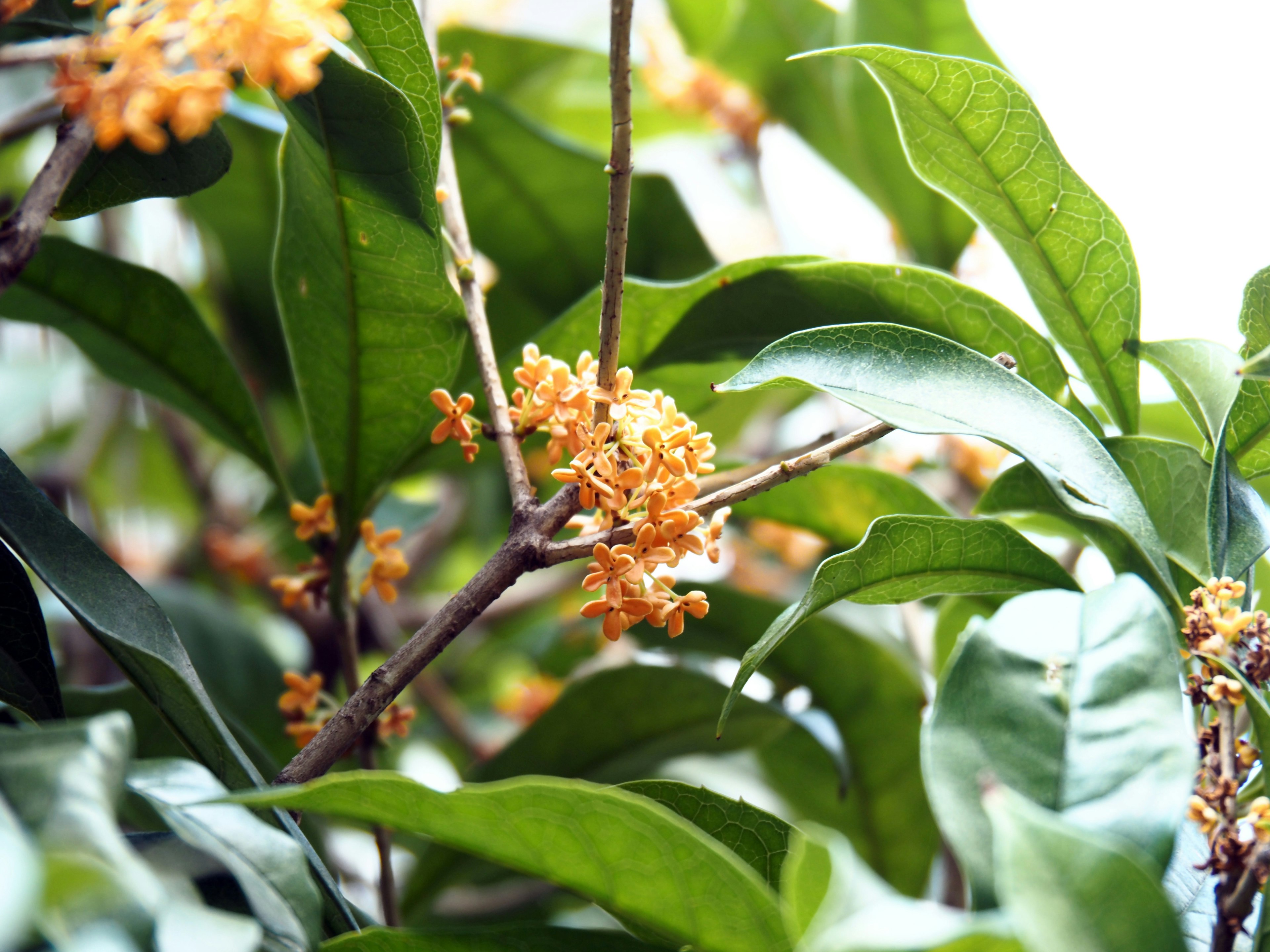 Nahaufnahme einer Pflanze mit grünen Blättern und kleinen orangefarbenen Blüten