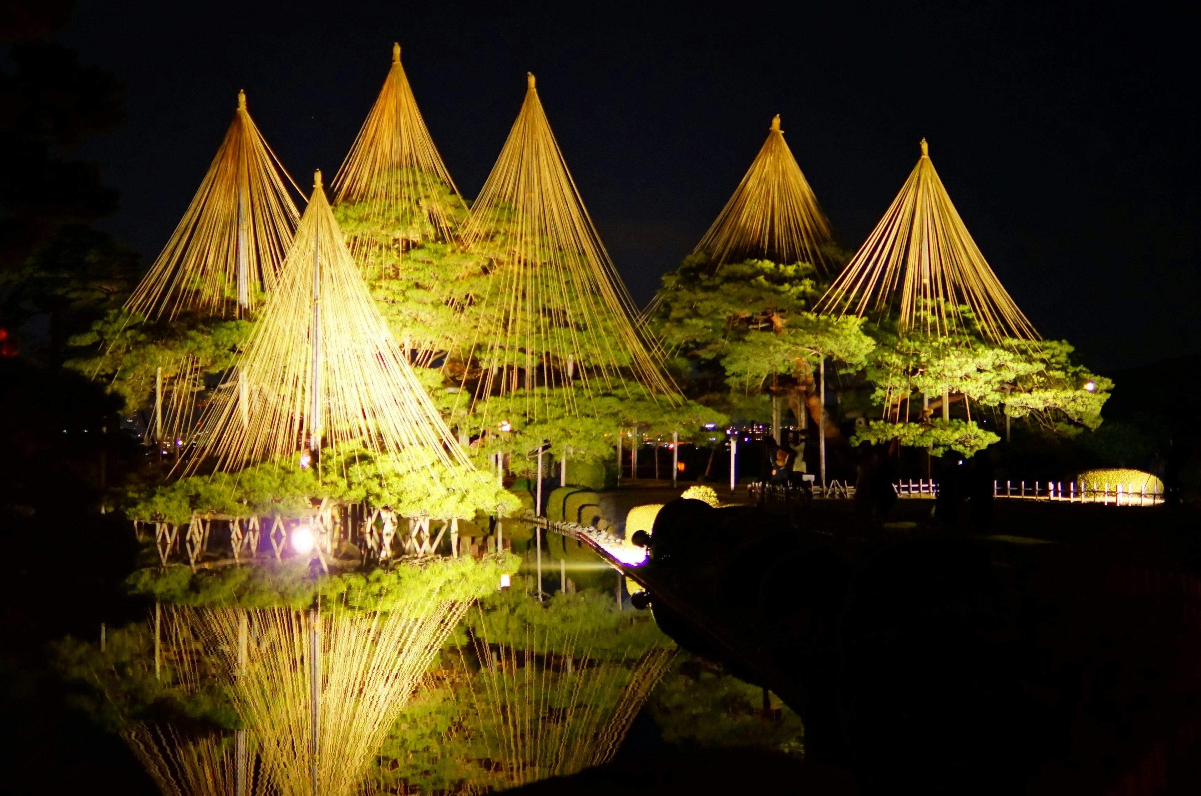 Árboles de pino iluminados con hermosas reflexiones en un jardín por la noche