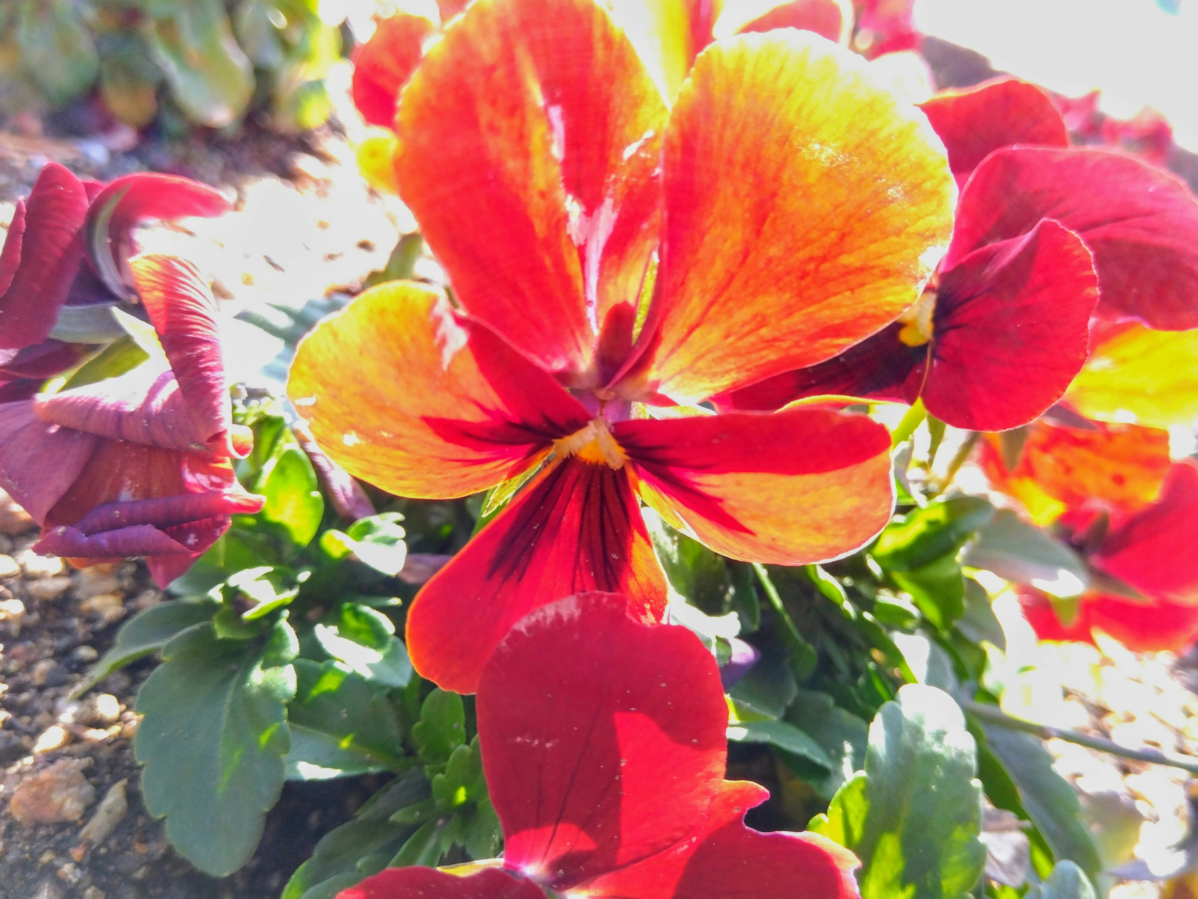 Lebendige rot-orange Stiefmütterchen blühen in der Sonne