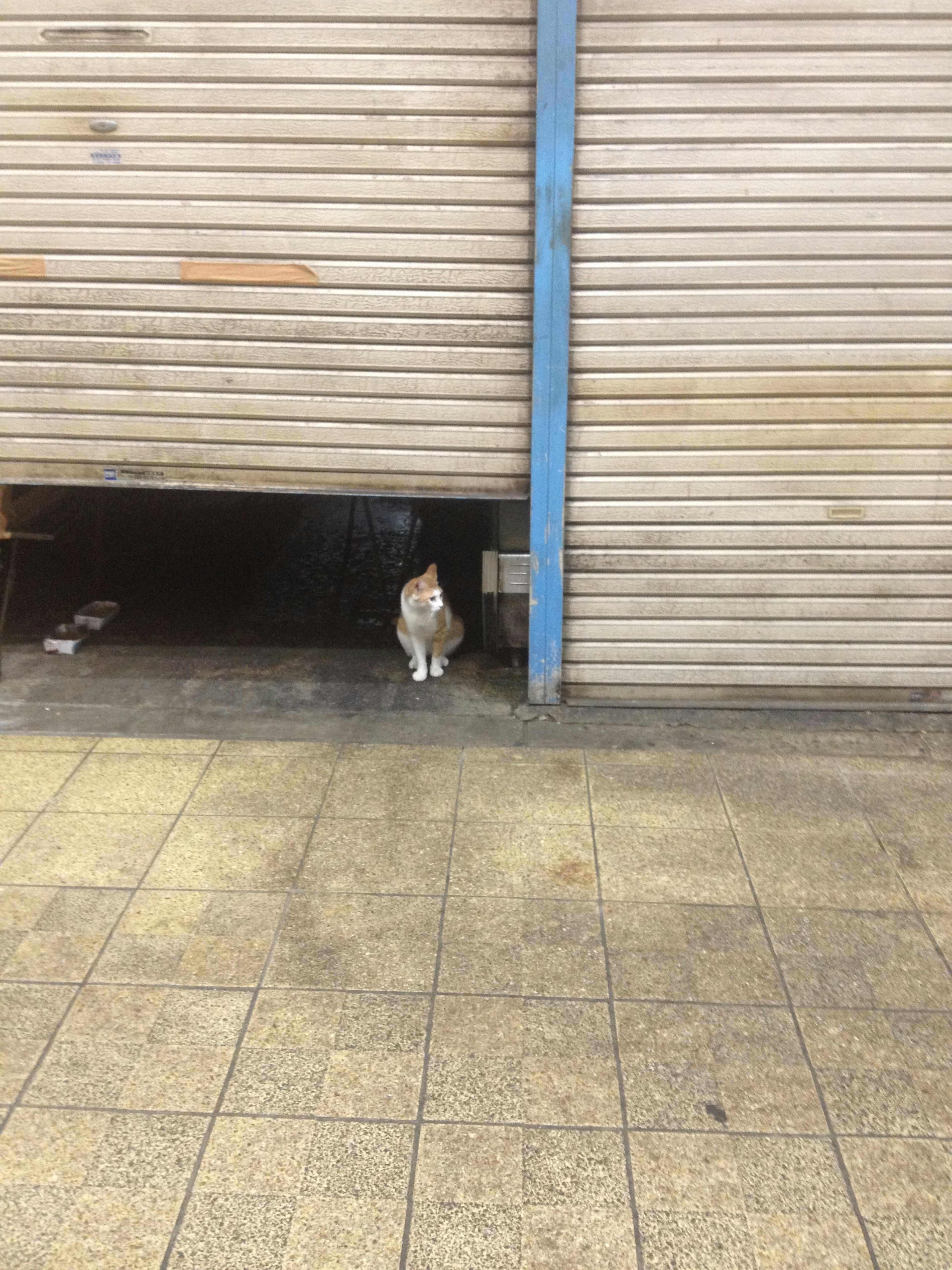 A white and brown cat sitting beneath a closed shutter