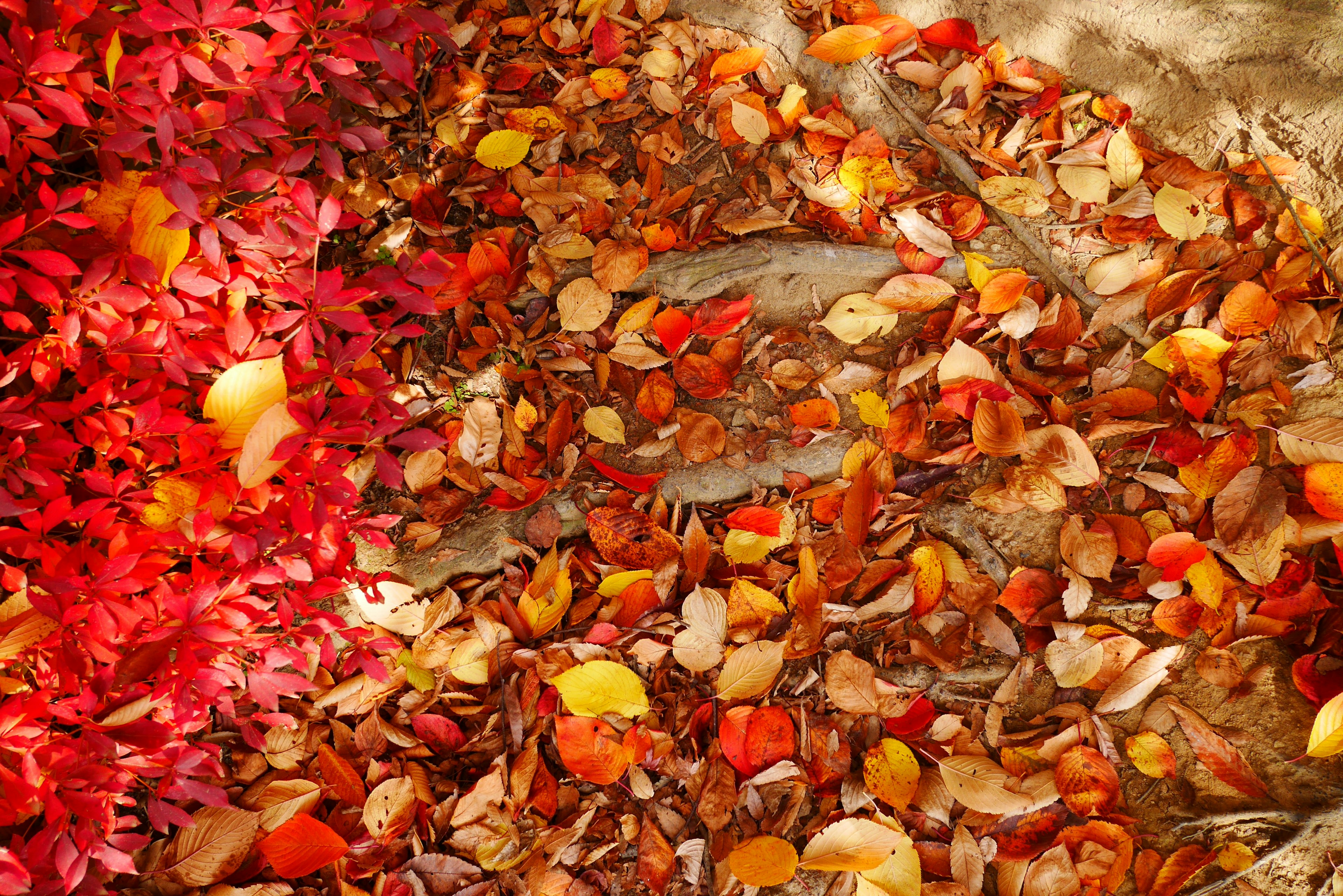 Scène d'automne avec des feuilles rouges et orange éparpillées