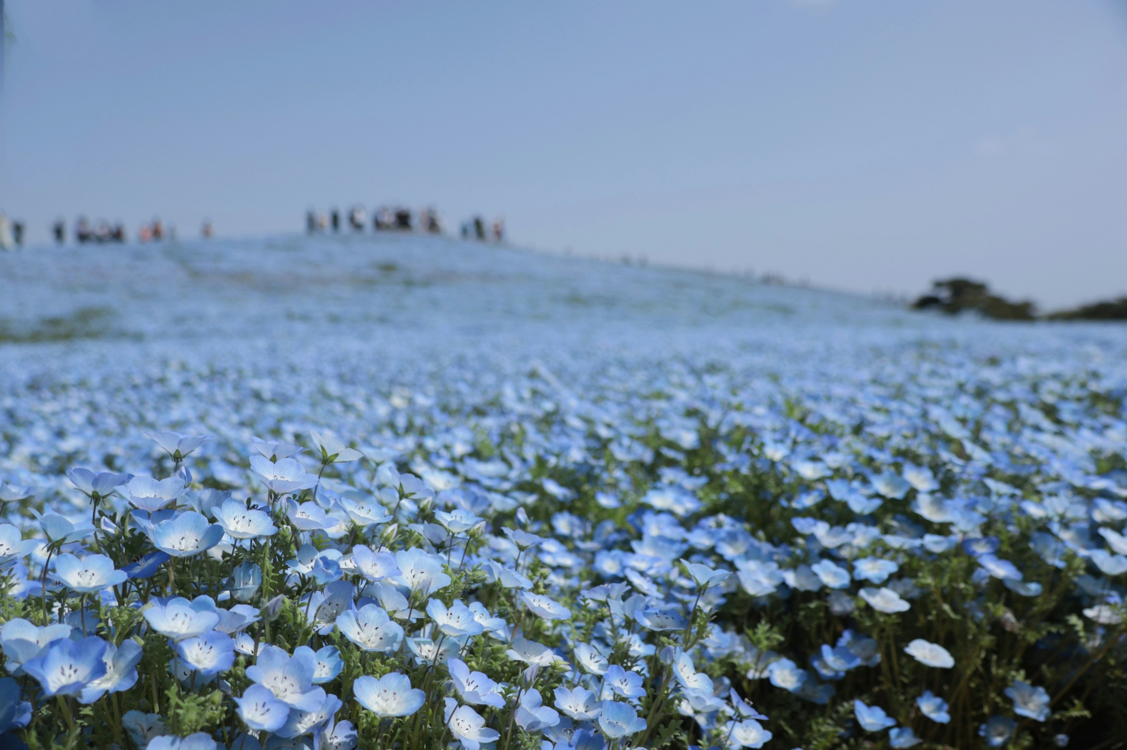 Blumenfeld mit blauen Blumen auf einem Hügel und Menschen im Hintergrund