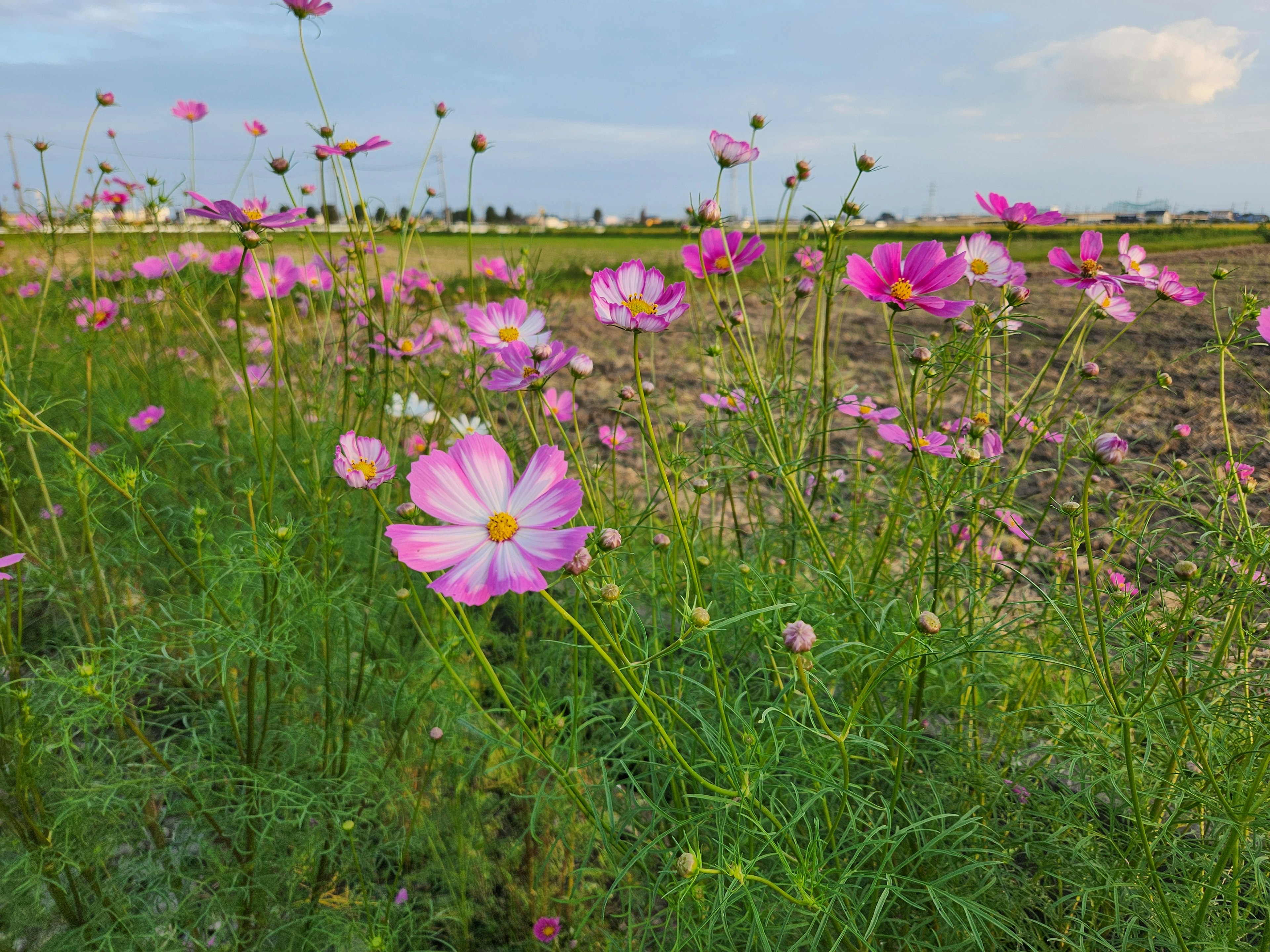 青空の下に咲くコスモスの花畑