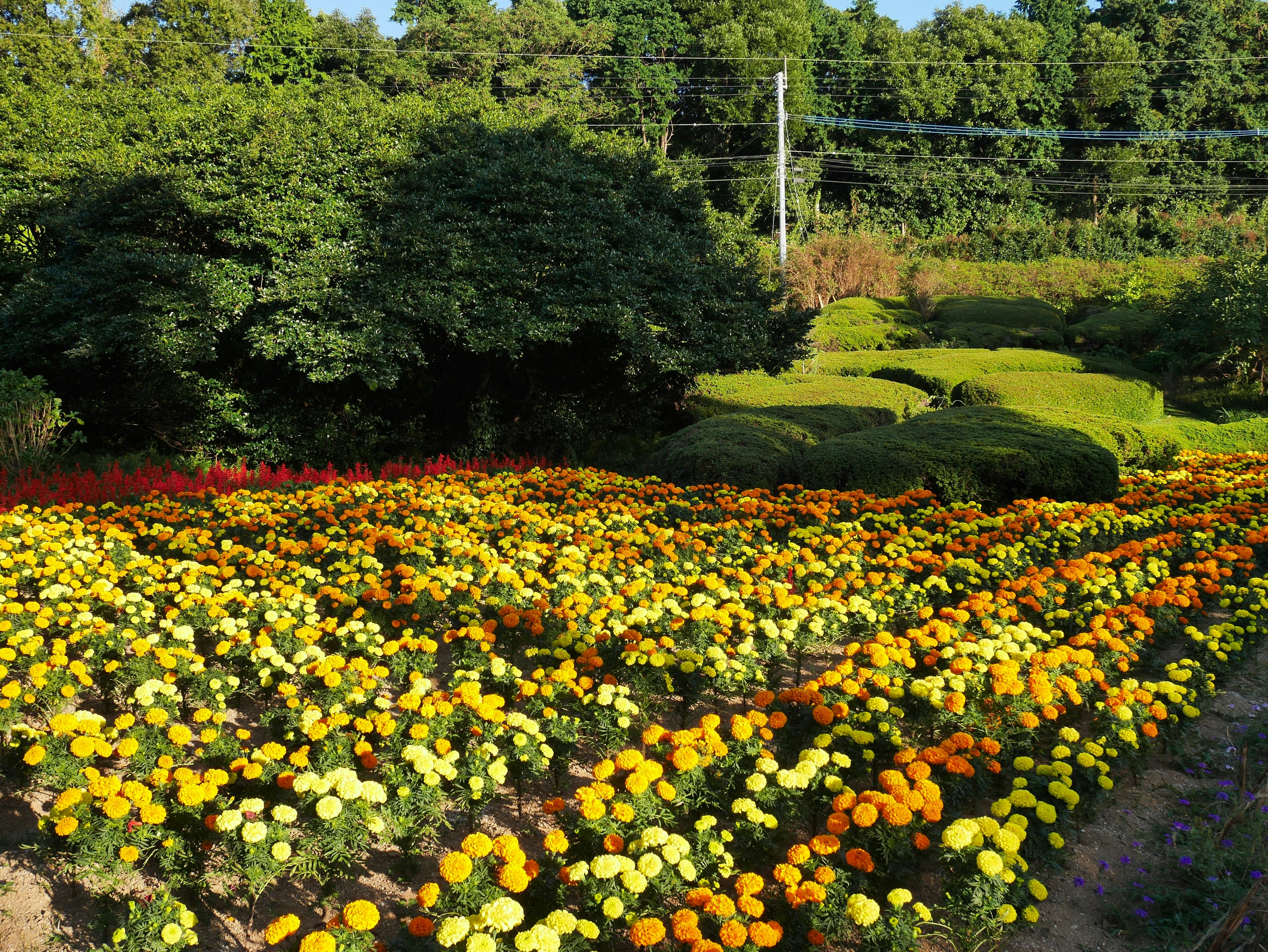 Campo de flores vibrantes con flores amarillas y naranjas