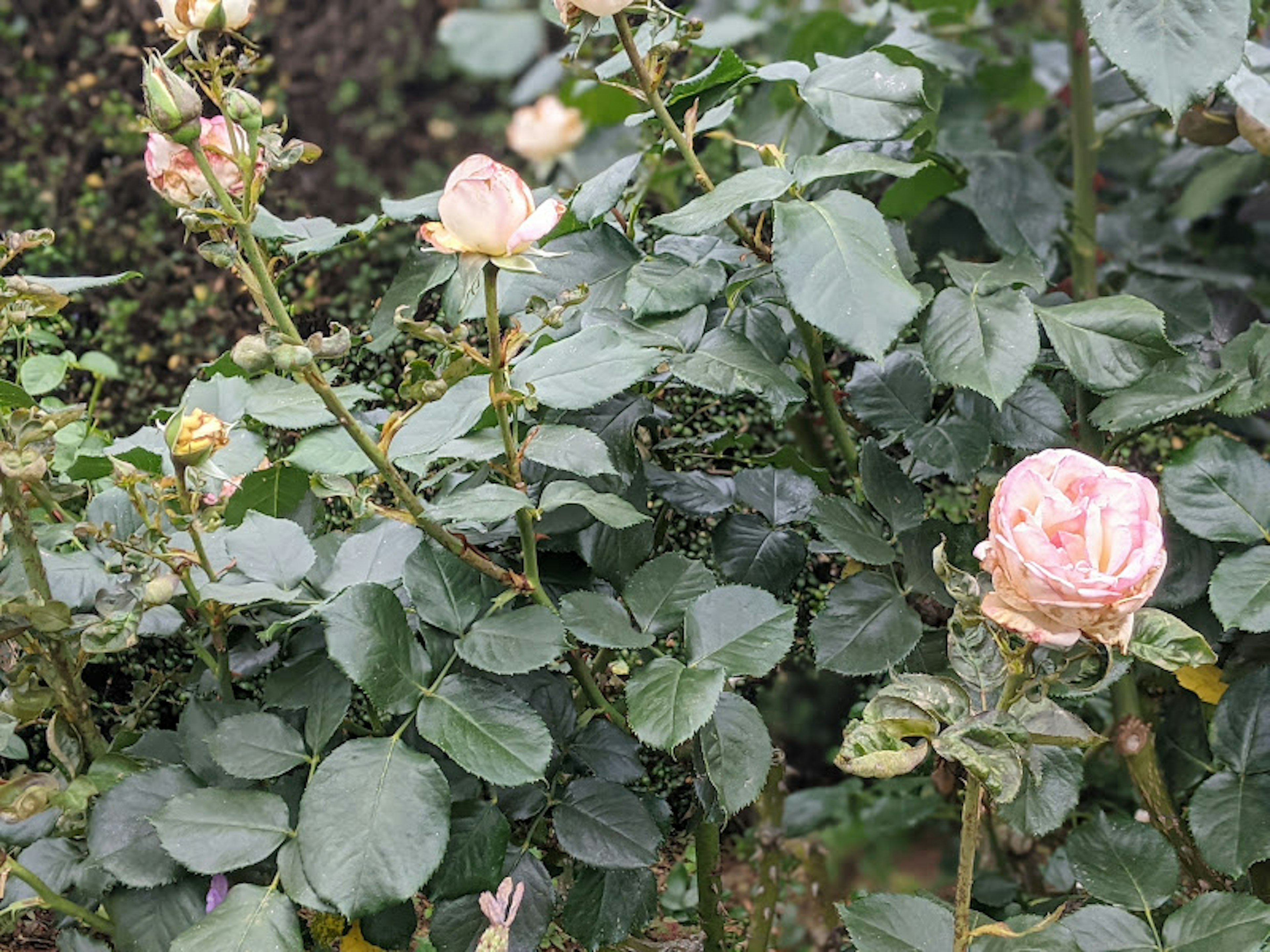 Pink rose blossoms surrounded by lush green leaves