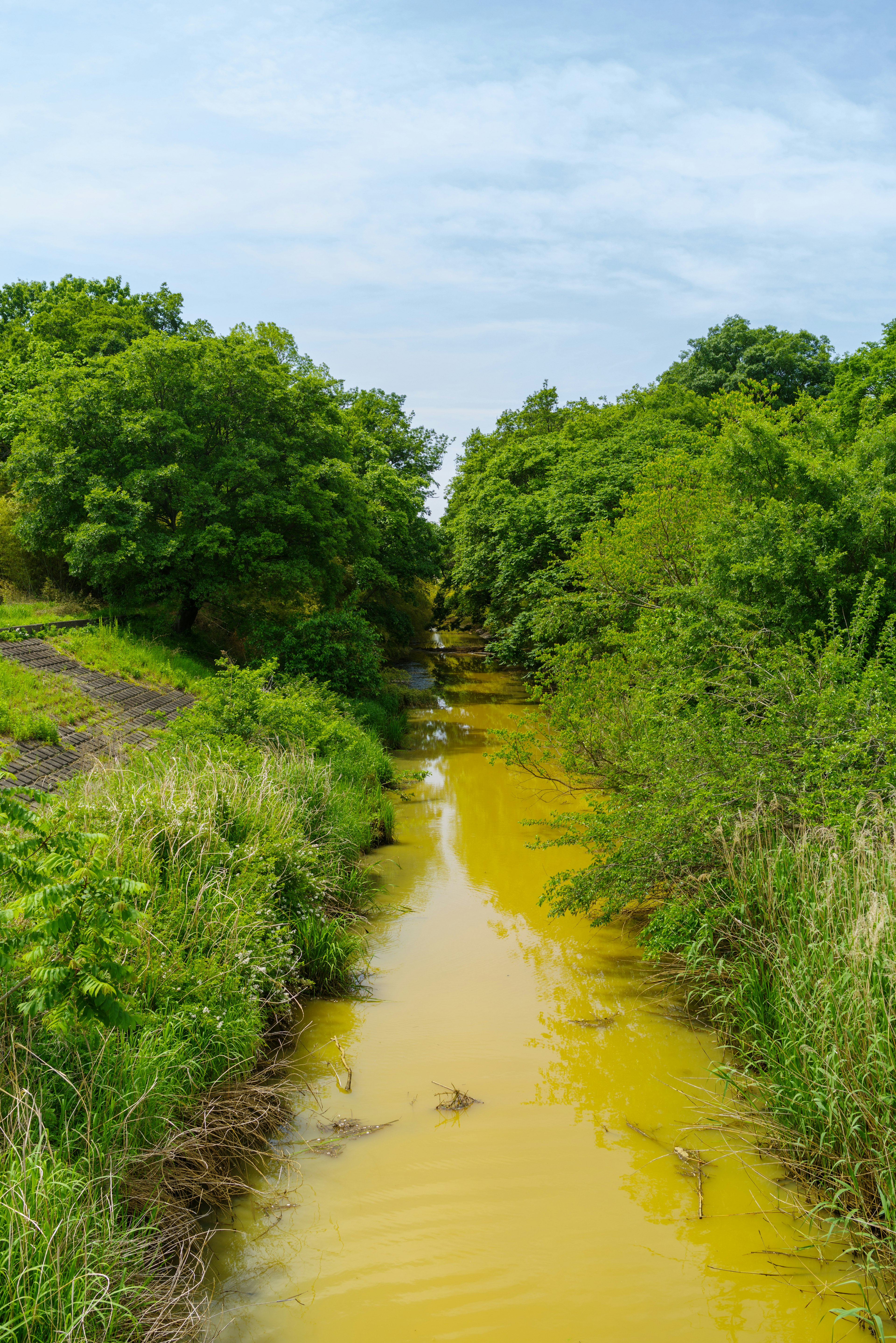 Gelbes Wasser fließt durch einen schmalen Bach, umgeben von grünen Bäumen