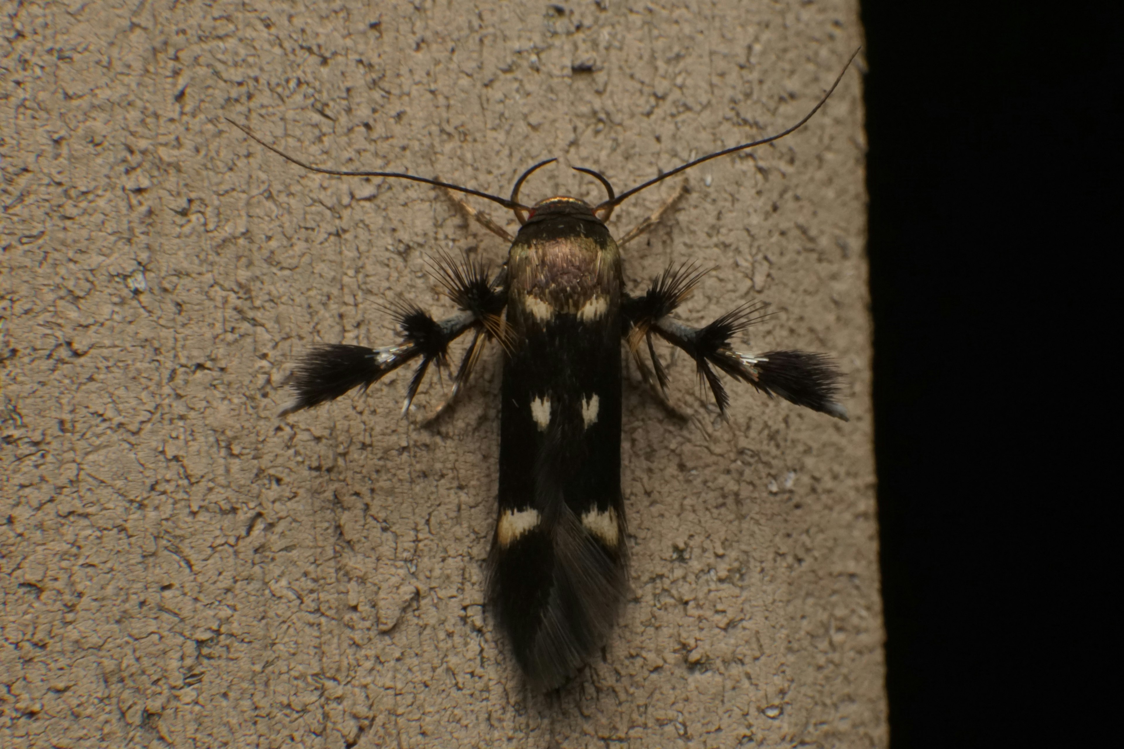 Insecte avec des motifs noirs et blancs sur un mur