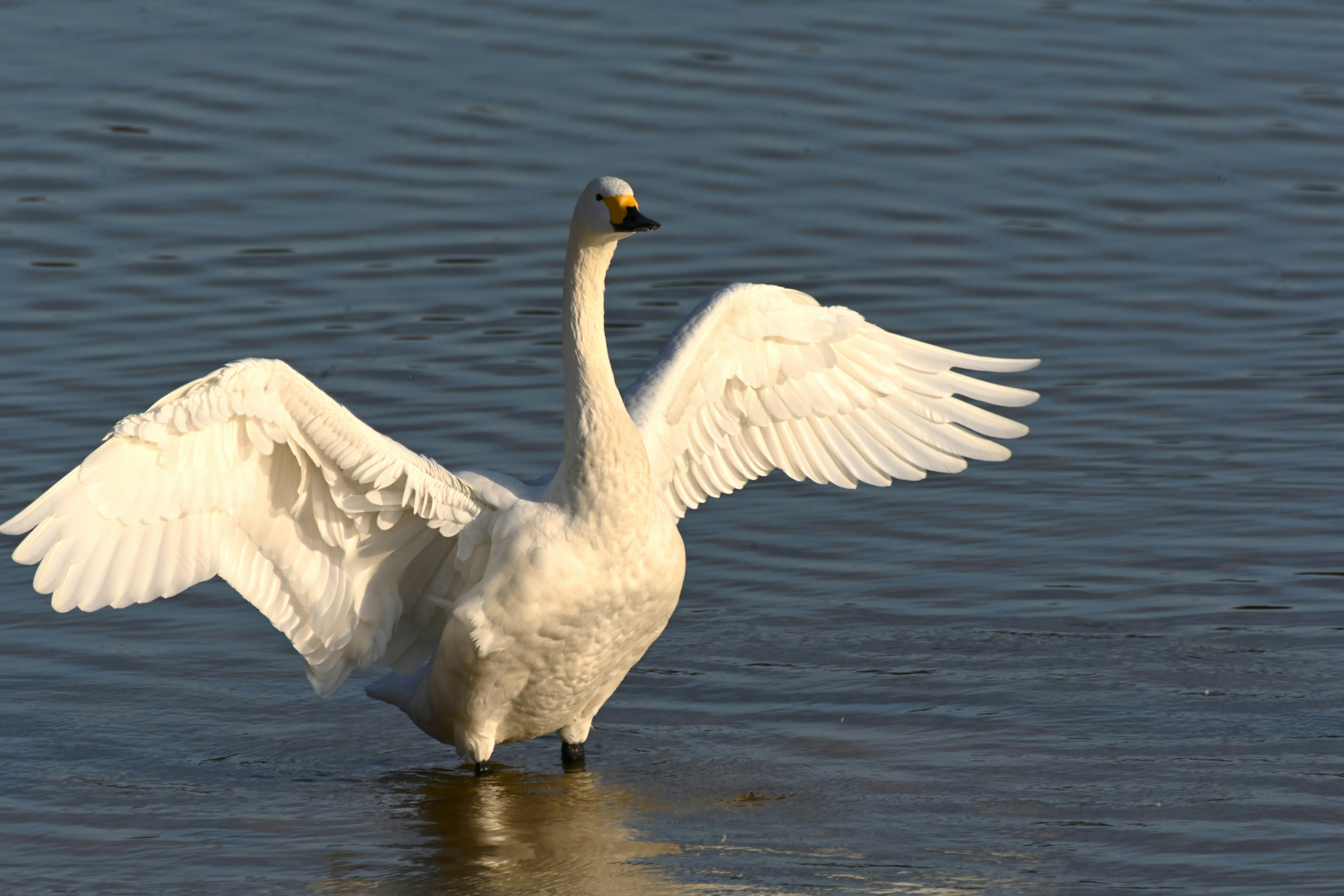 Ein weißer Schwan breitet seine Flügel am Ufer aus