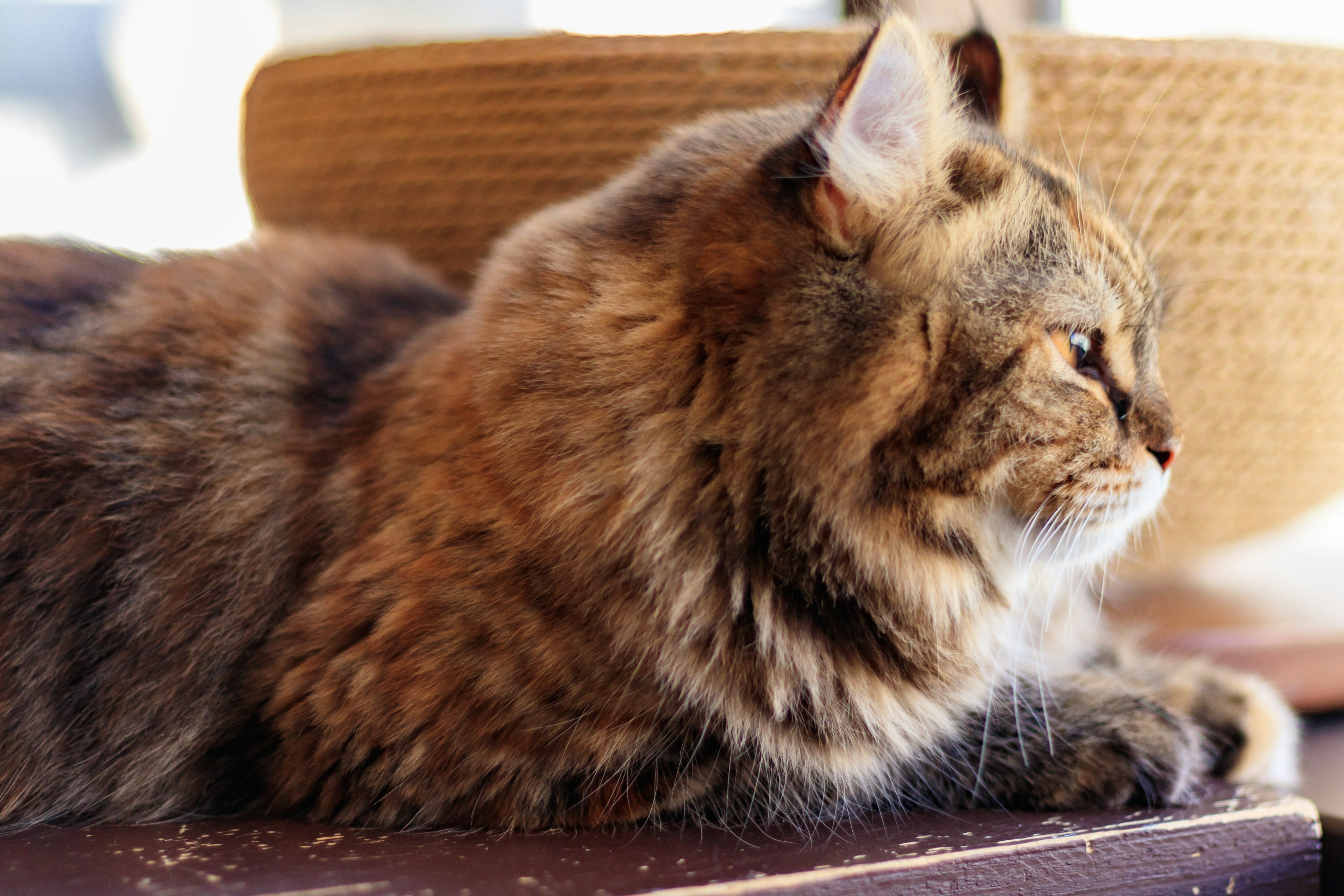 Kucing berbulu lebat berbaring dengan keranjang anyaman di latar belakang