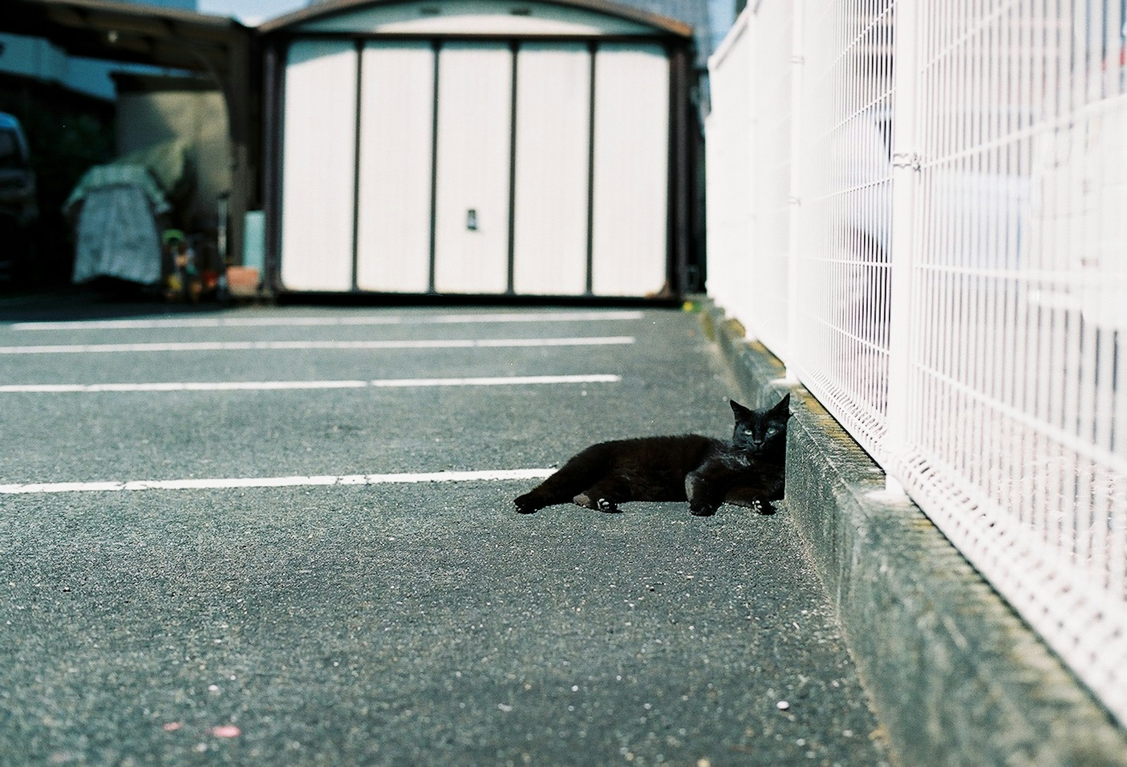 駐車場に横たわる黒猫と白いフェンス