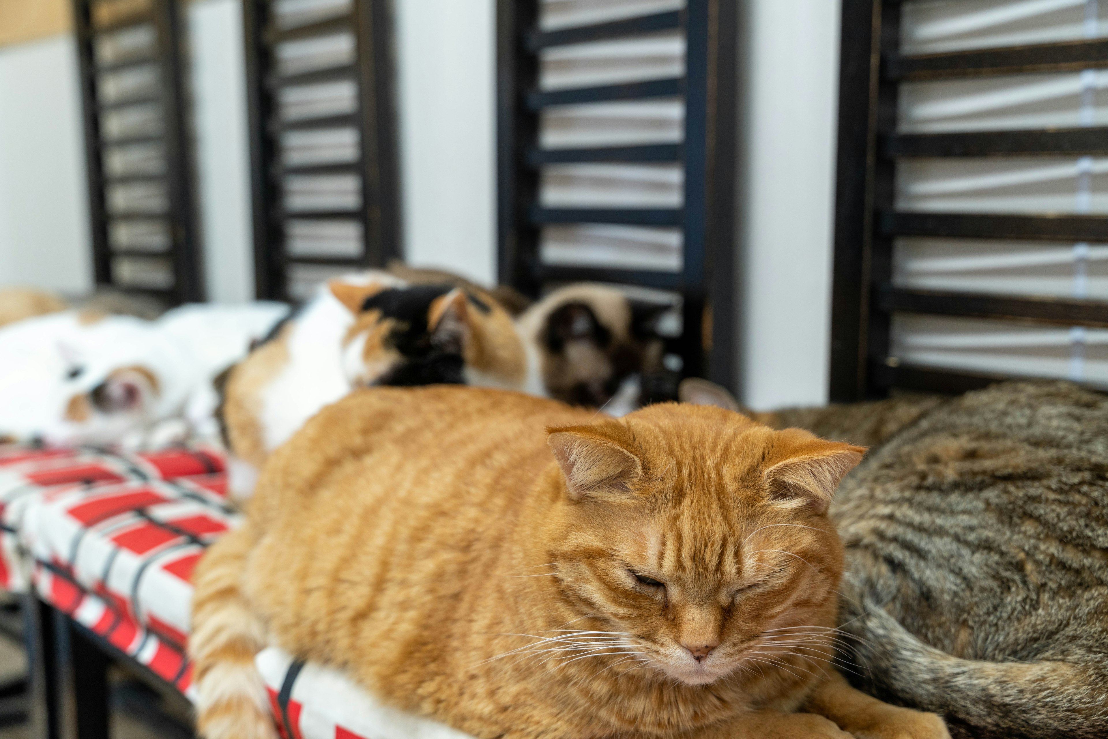 A group of cats resting on a bench featuring an orange cat and several others