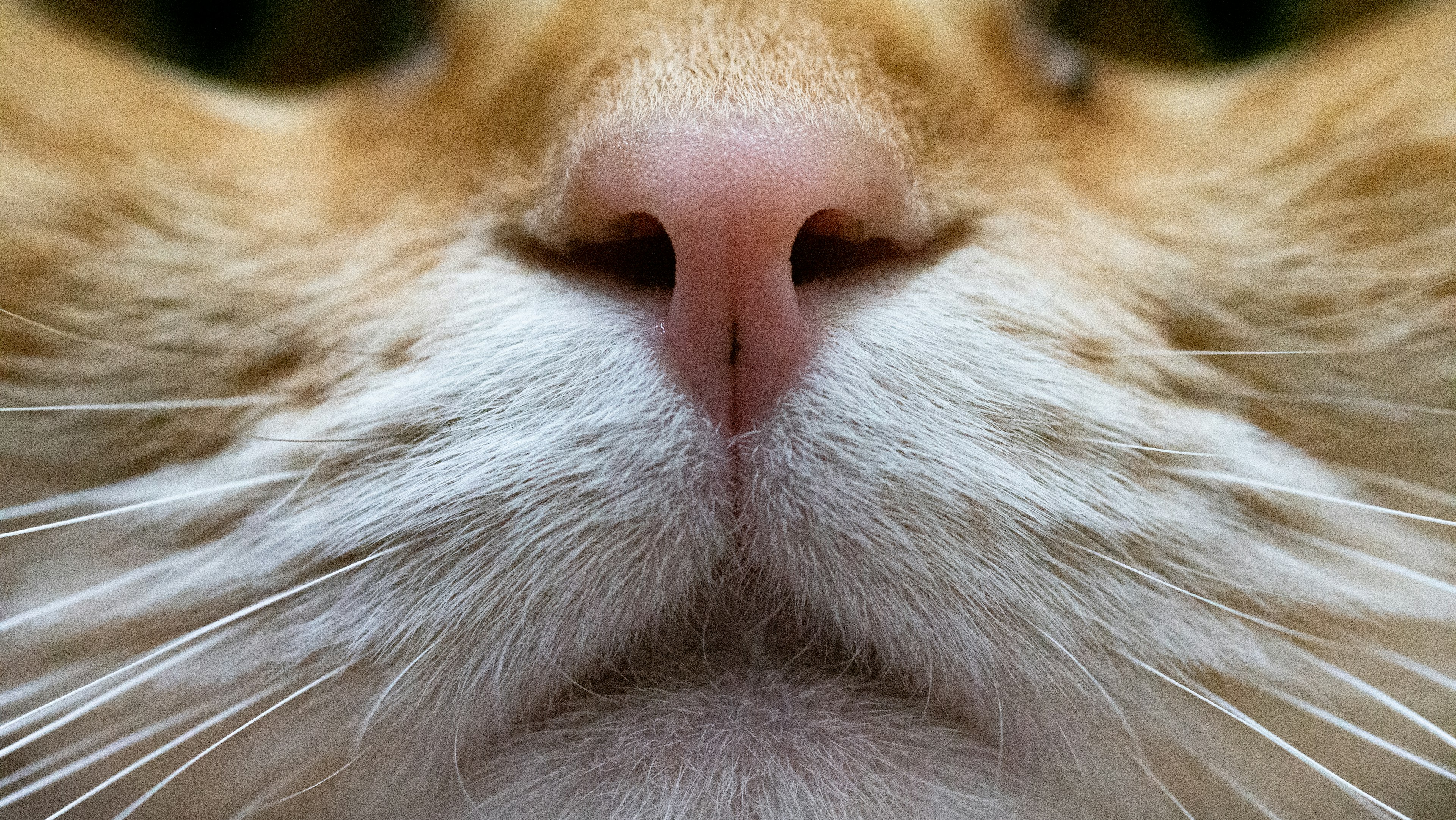 Acercamiento del nariz y los bigotes de un gato naranja