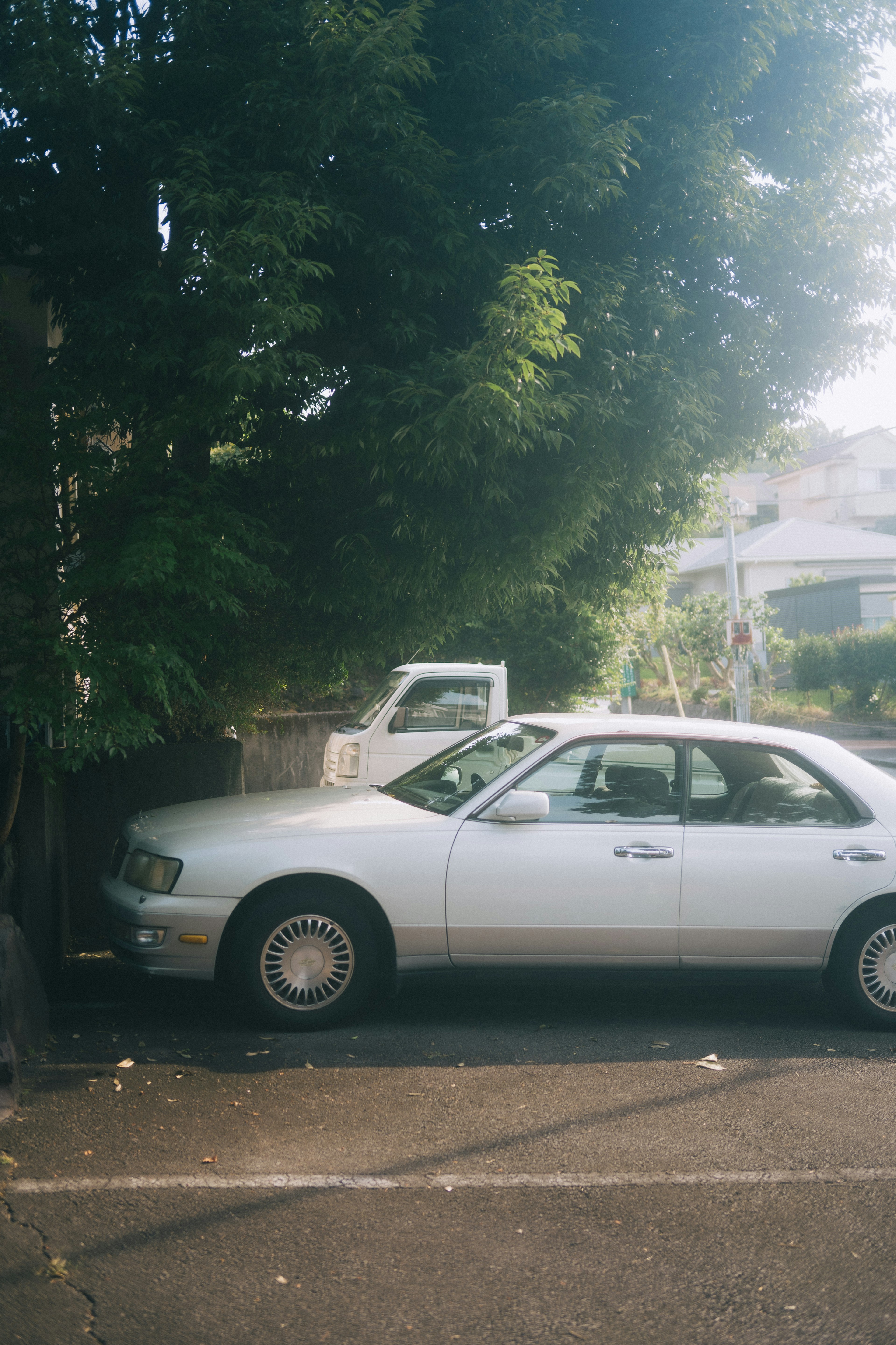 A white car parked near a tree