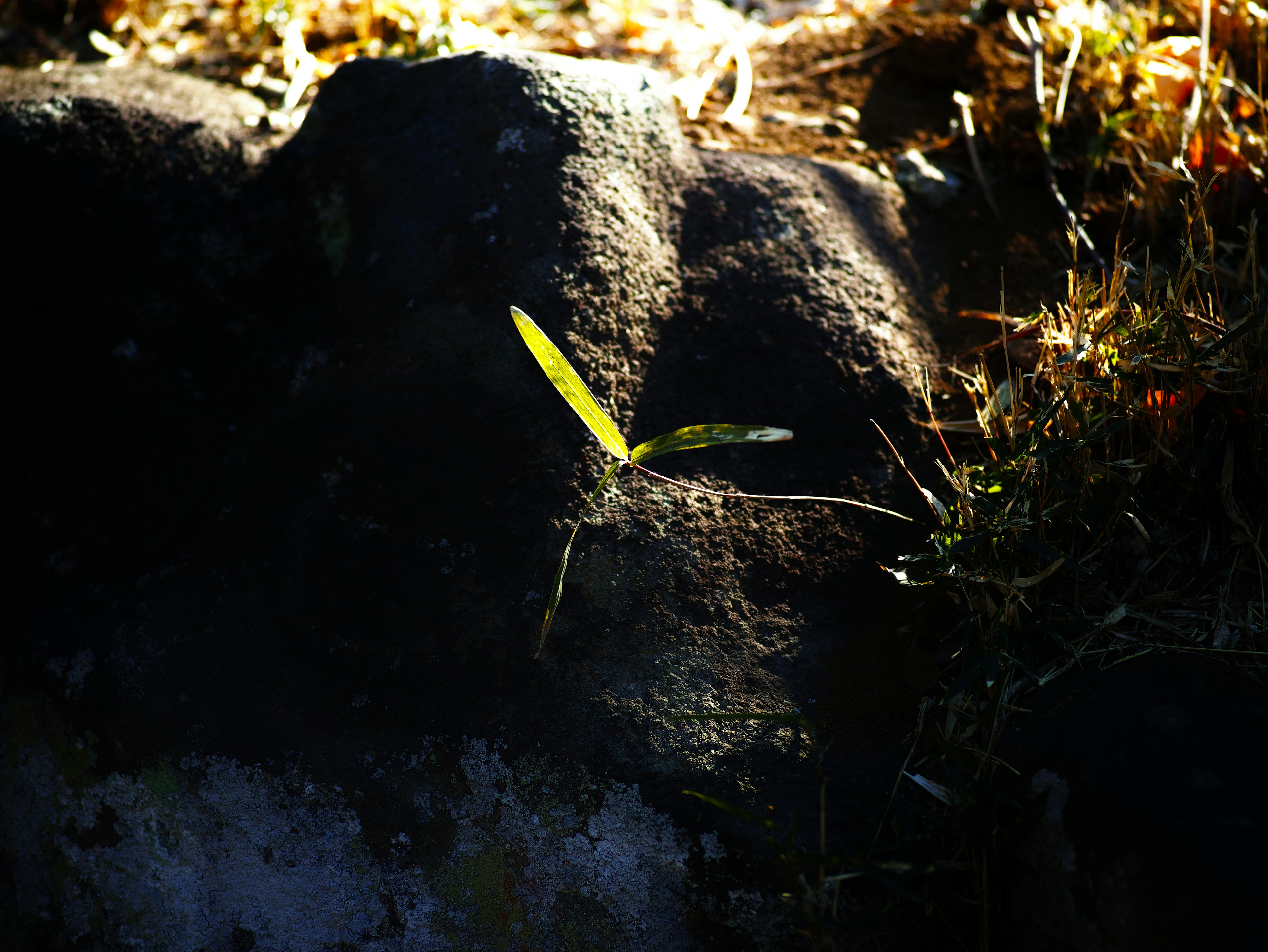 A green leaf growing from a rock with a dark background and natural elements