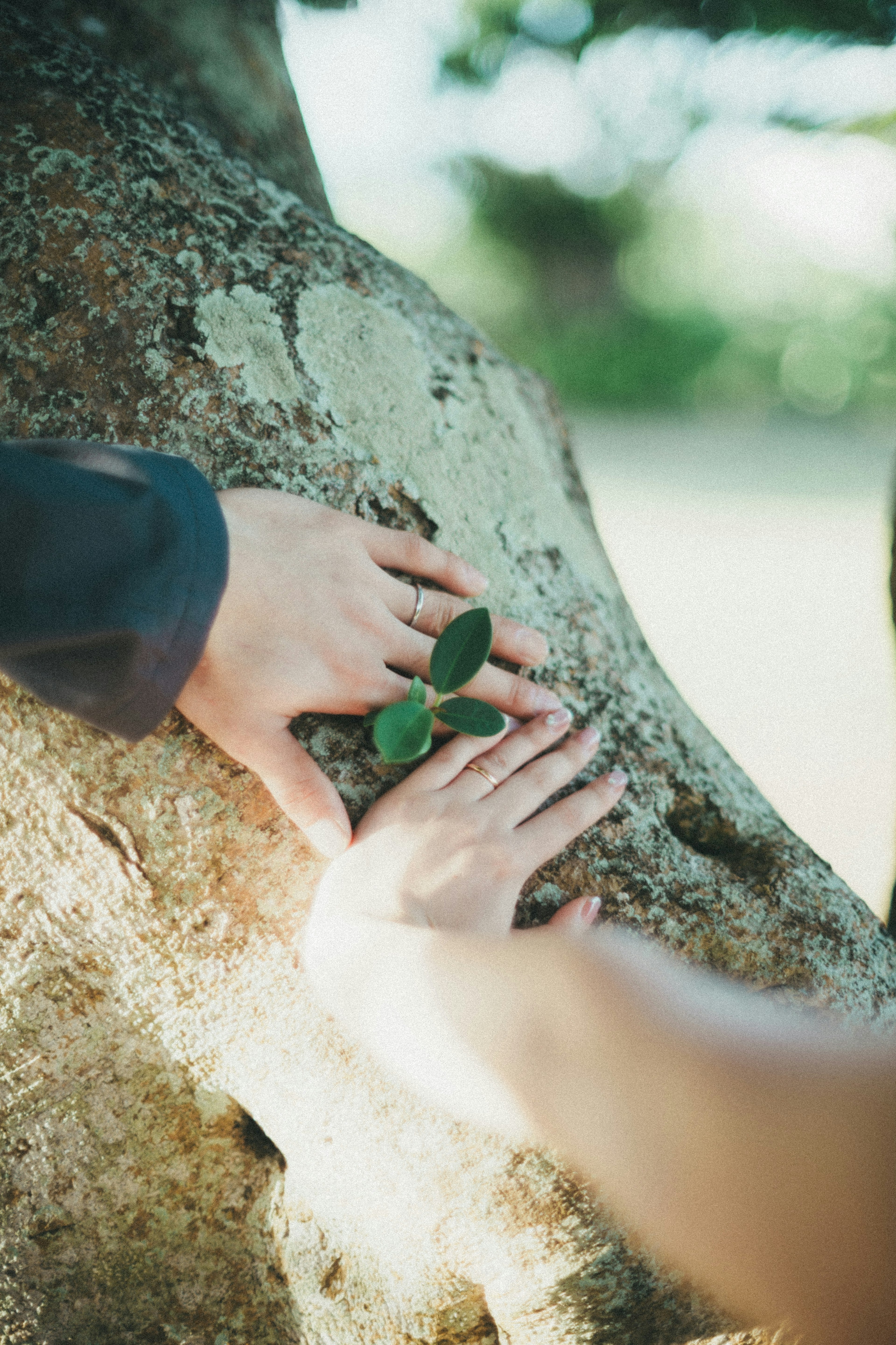 Hands touching a tree trunk with a small green leaf visible